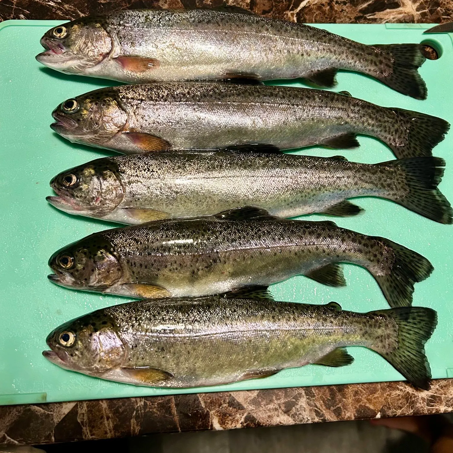 Rainbow trout caught on Fishbrain