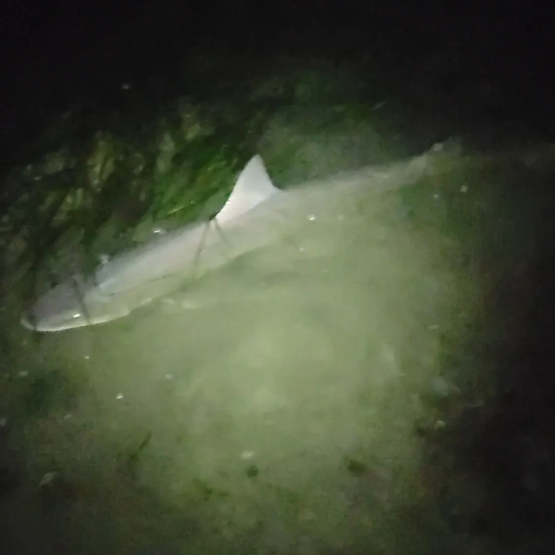 The most recent Grey smooth-hound catches on Fishbrain