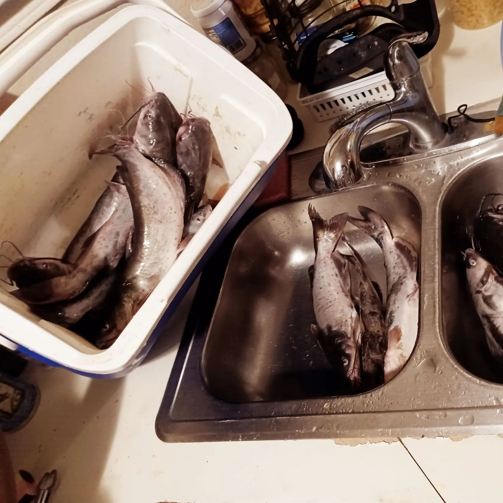 Channel catfish caught on Fishbrain