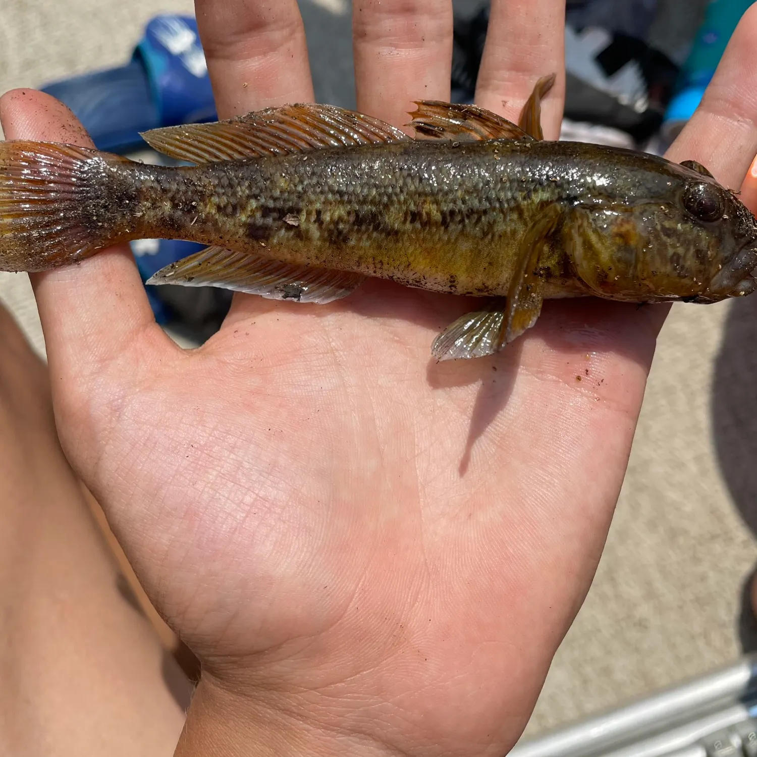 angler catch