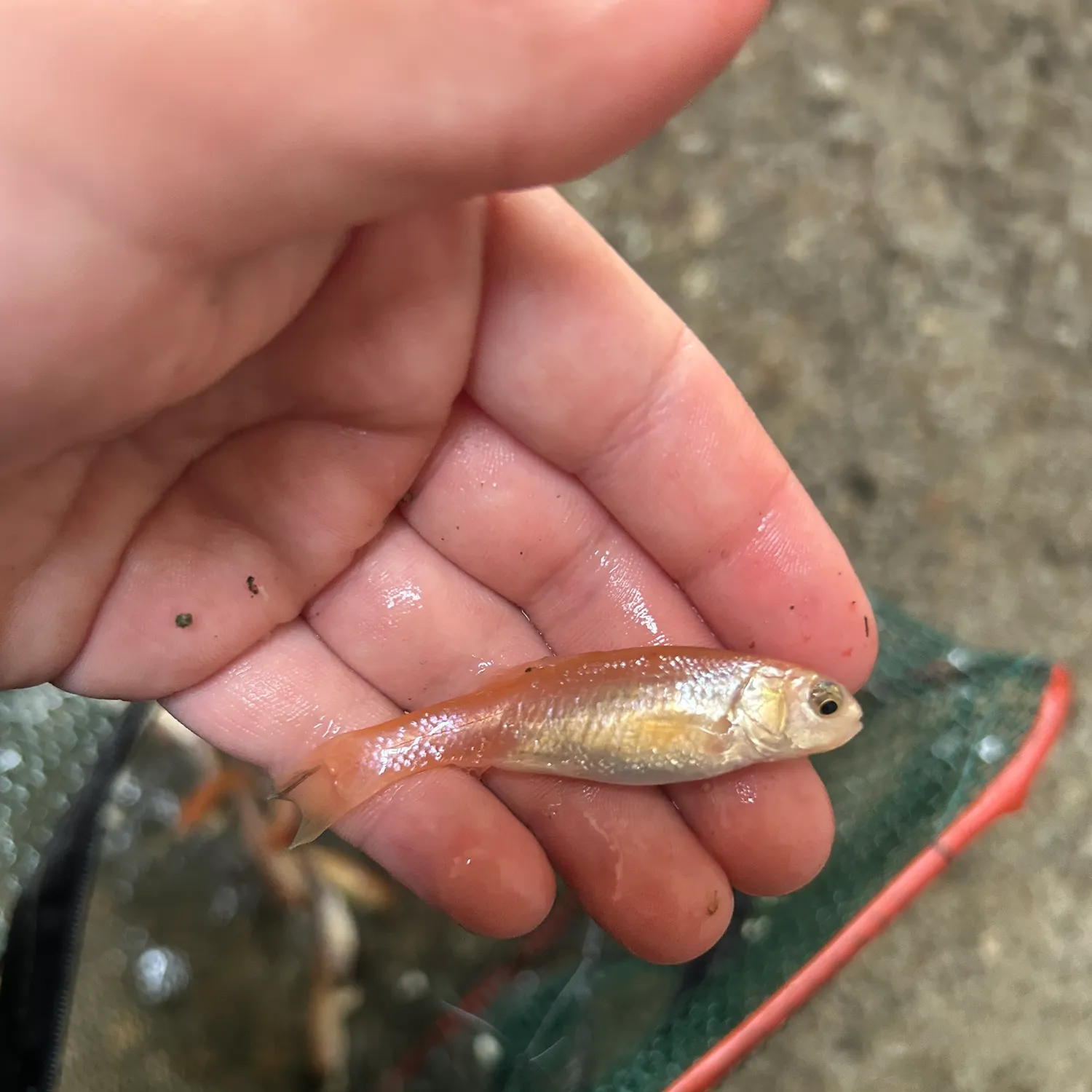 The most recent Fathead minnow catches on Fishbrain