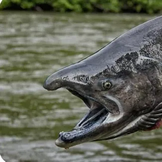 Chinook salmon caught on Fishbrain
