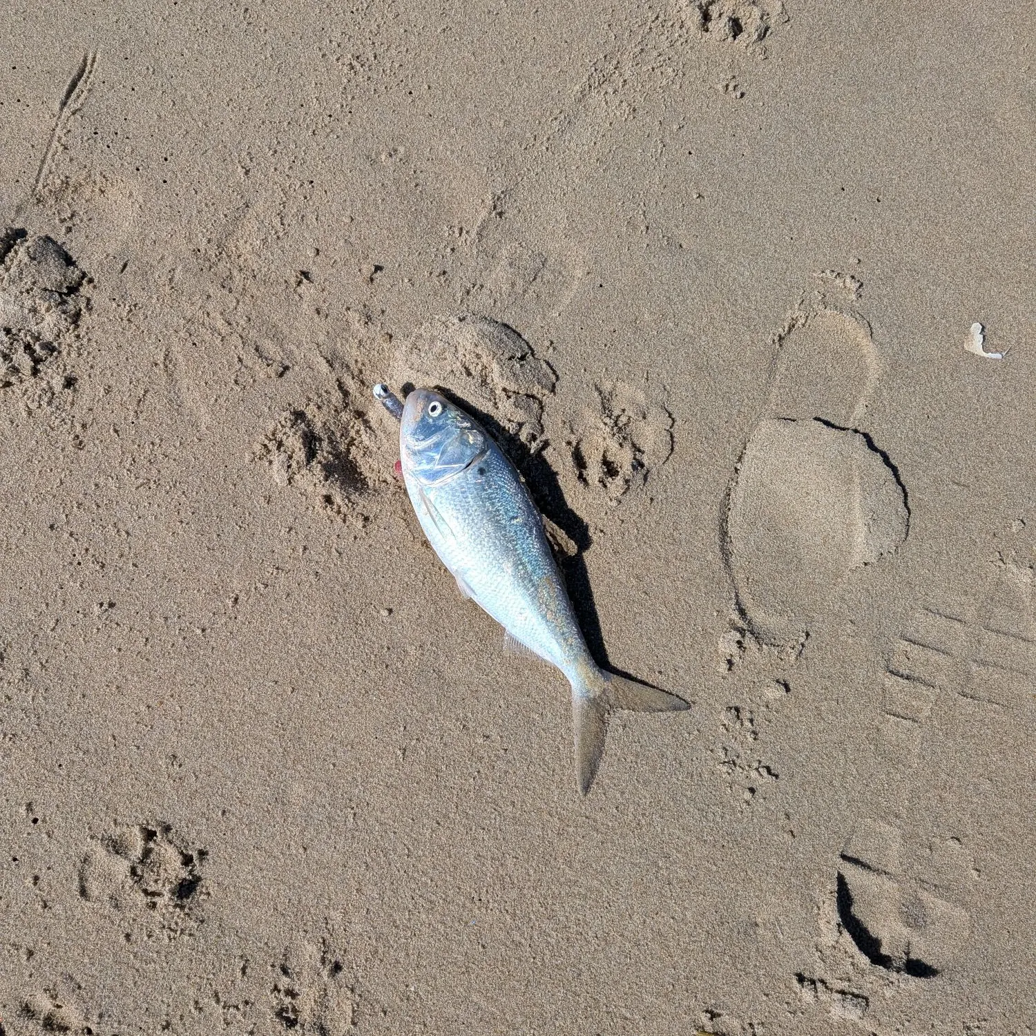 The most recent Atlantic menhaden catches on Fishbrain