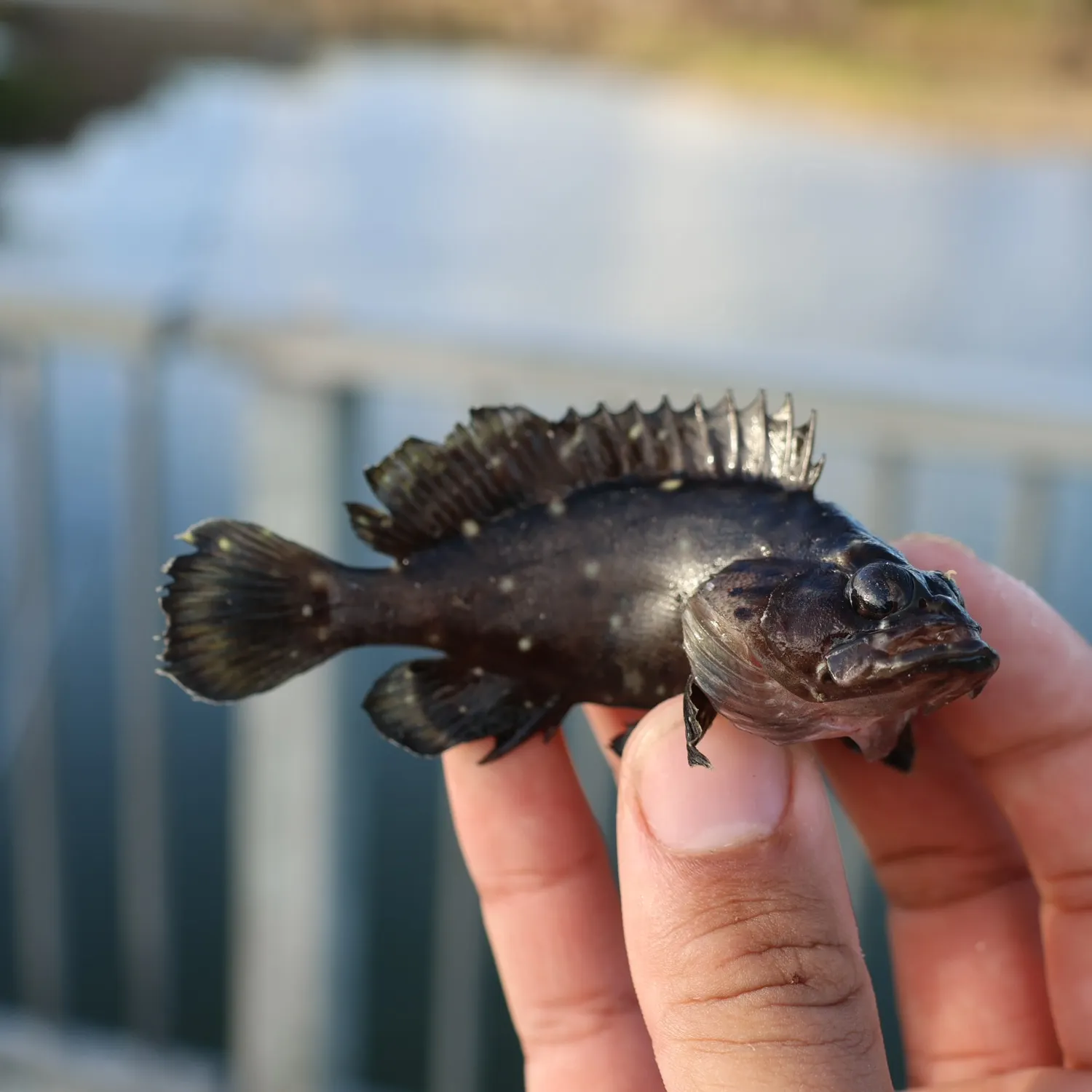 The most recent Whitespotted grouper catches on Fishbrain