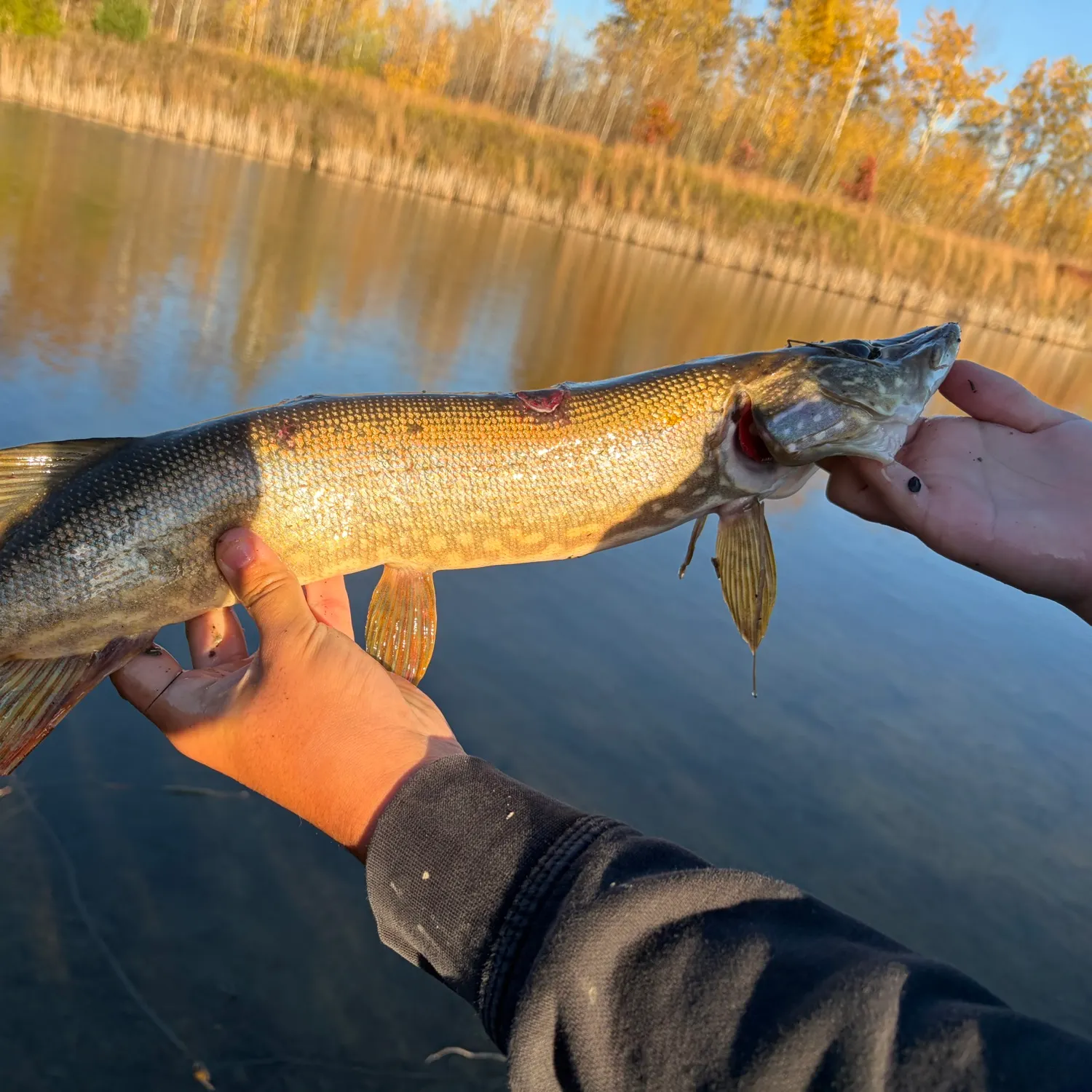 Northern pike caught on Fishbrain