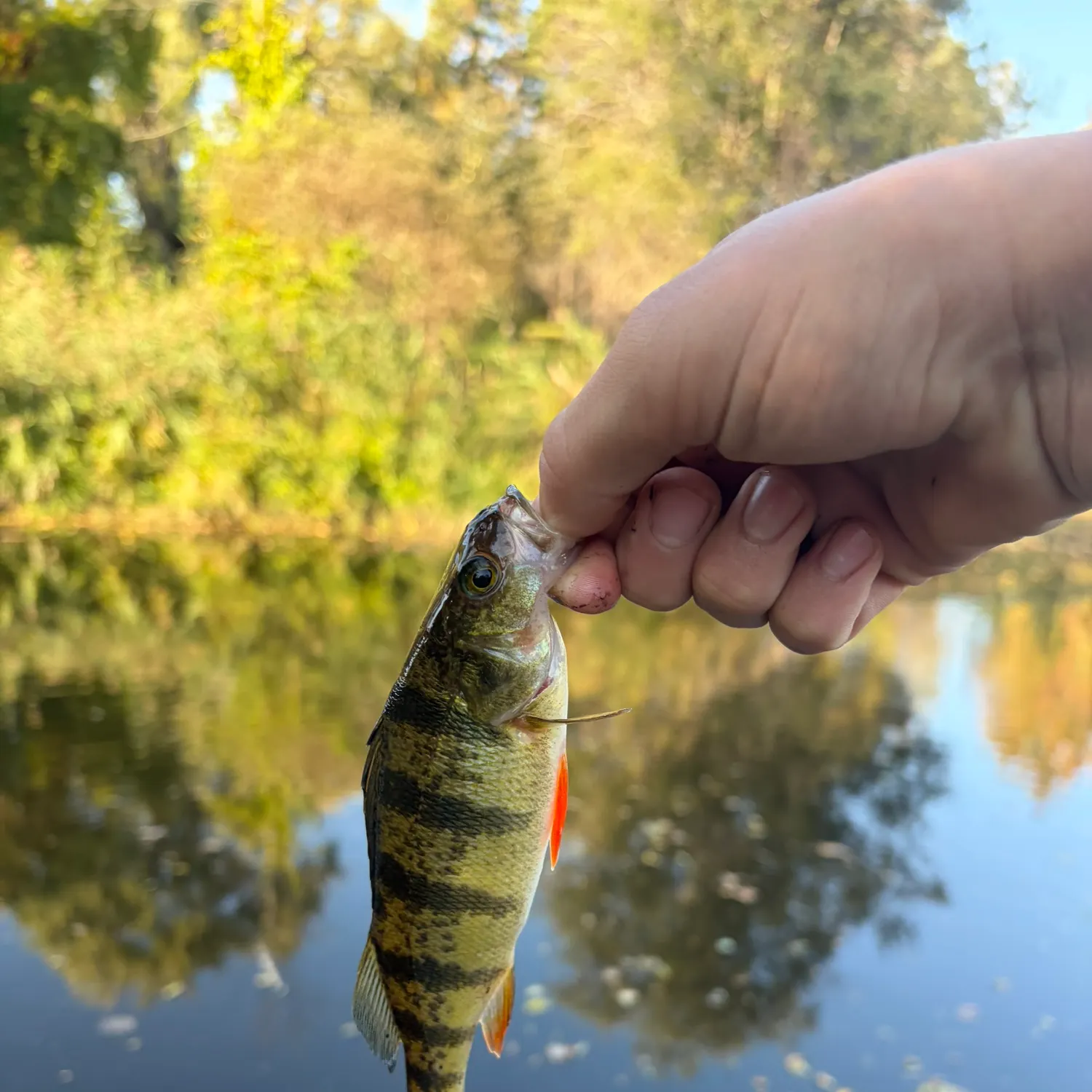 Yellow perch caught on Fishbrain