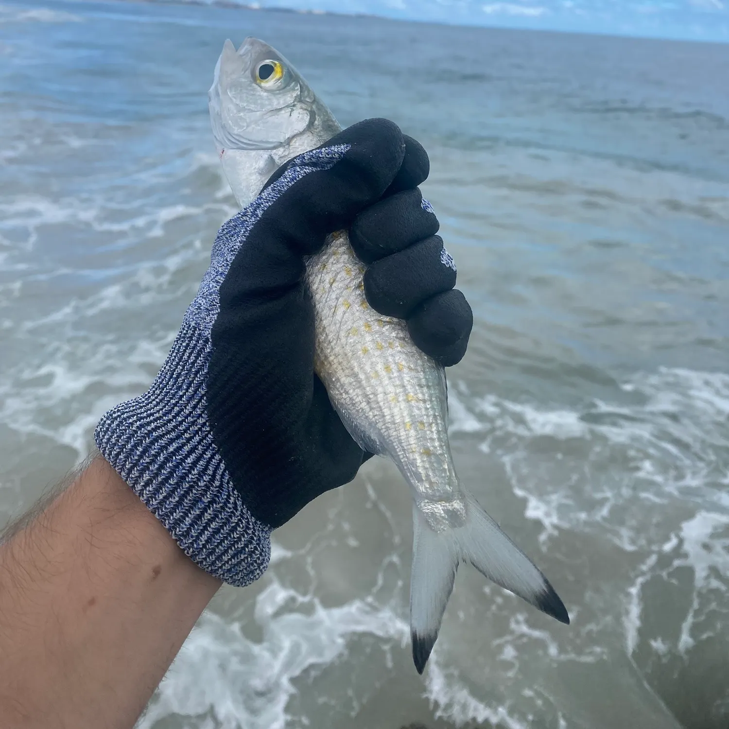 The most recent Australian ruff catches on Fishbrain