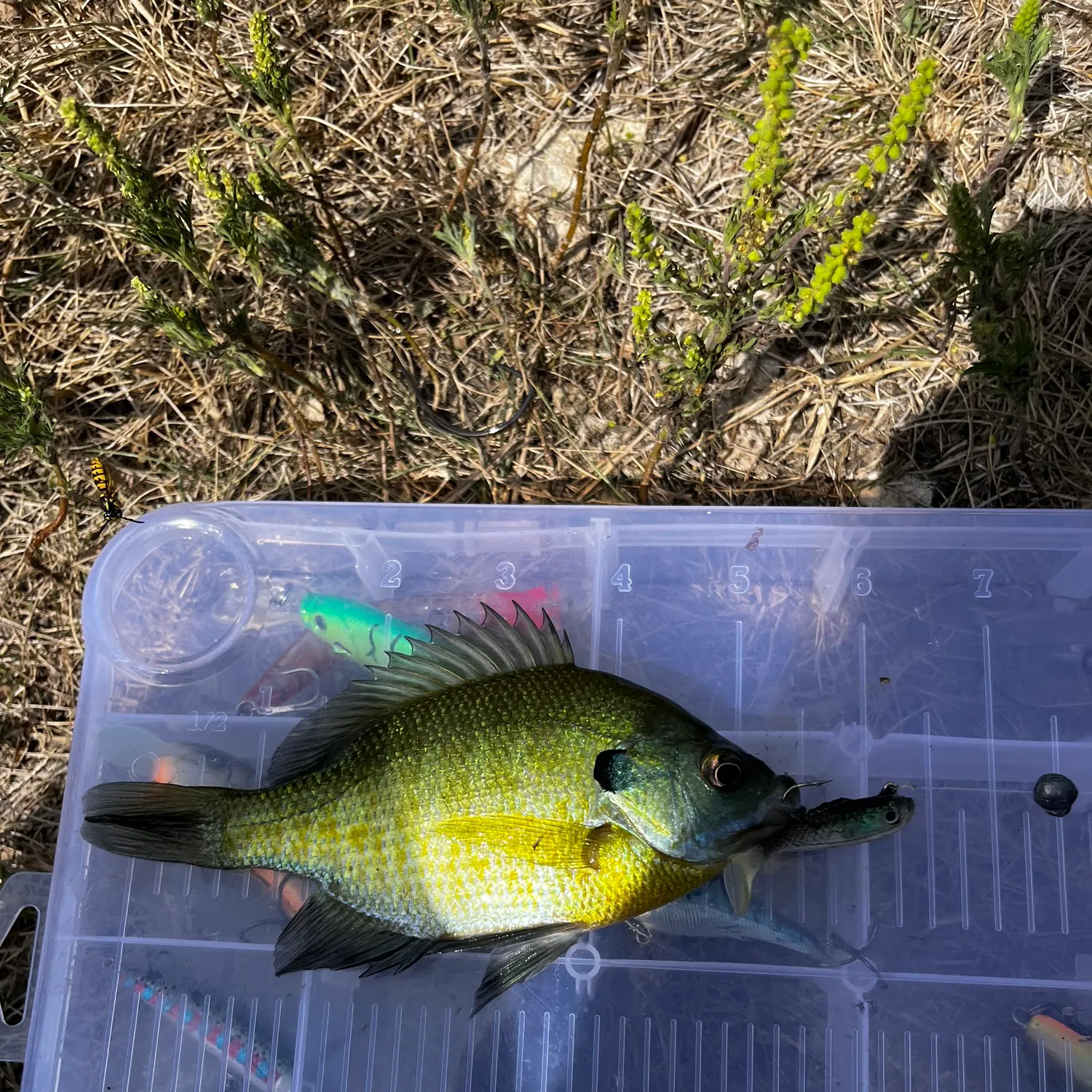 Bluegill caught on Fishbrain