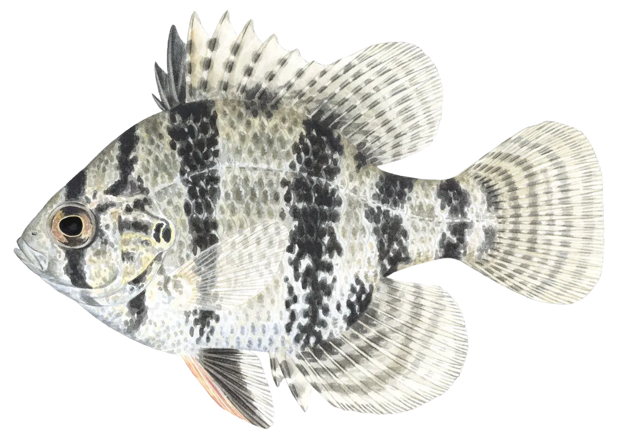 Blackbanded sunfish