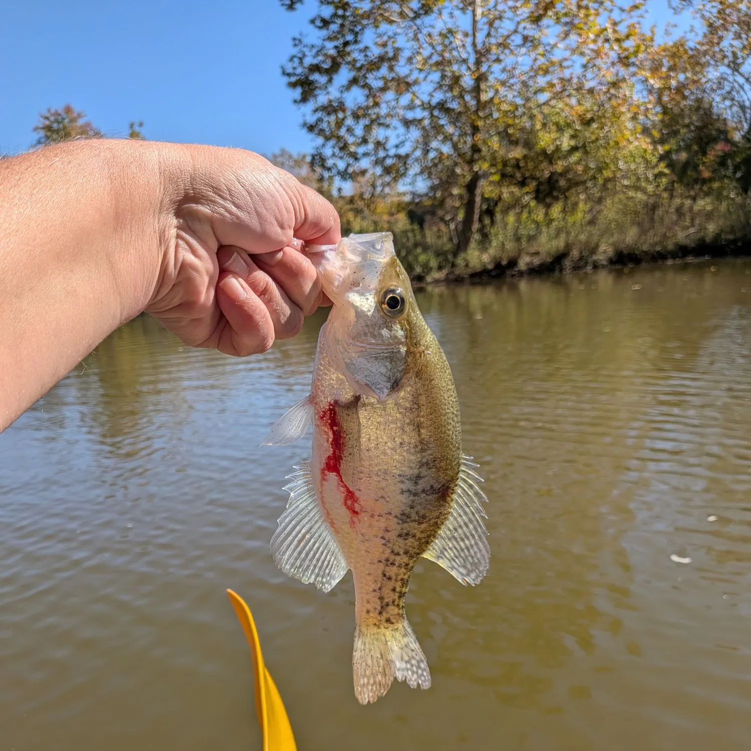 White crappie caught on Fishbrain