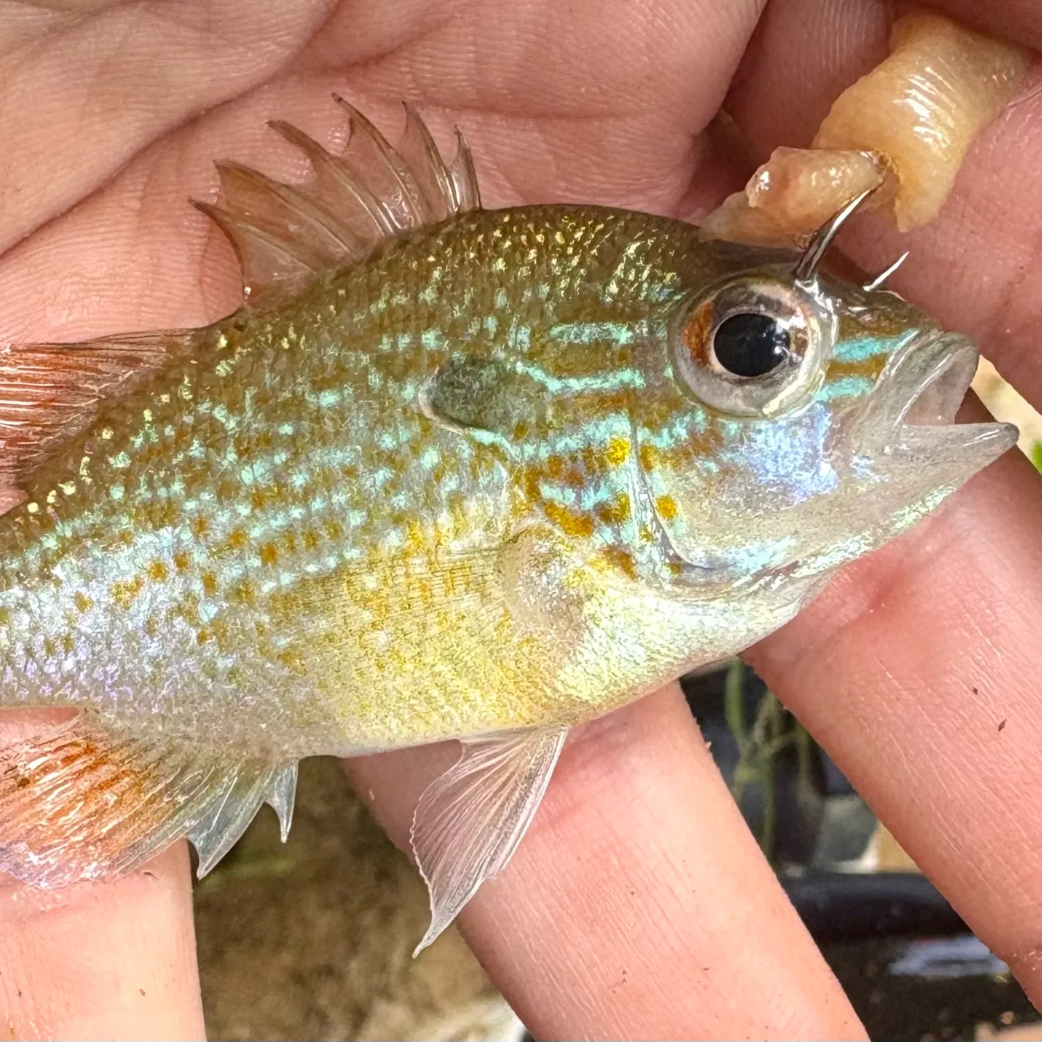The most recent Dollar sunfish catches on Fishbrain
