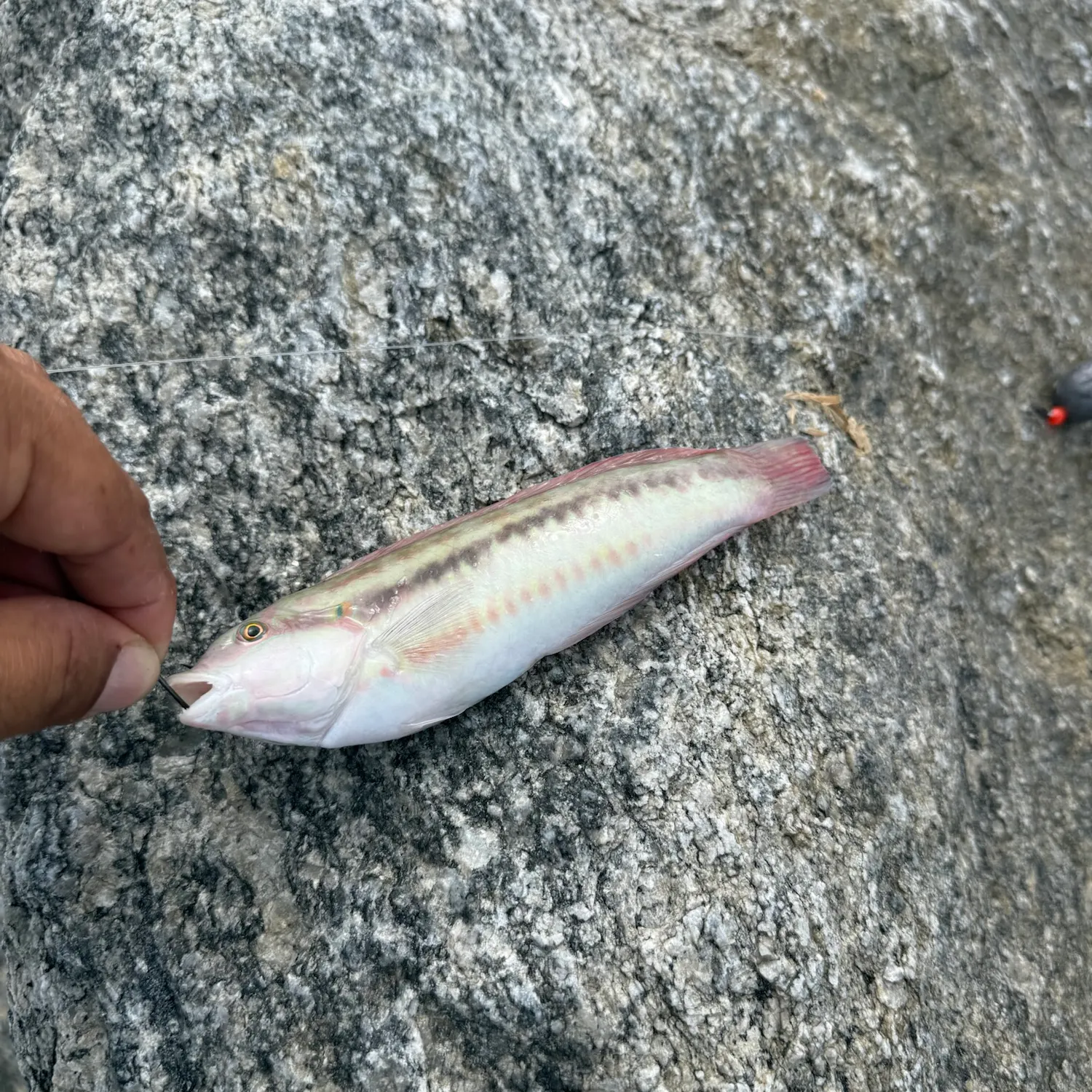 Slippery dick wrasse caught on Fishbrain