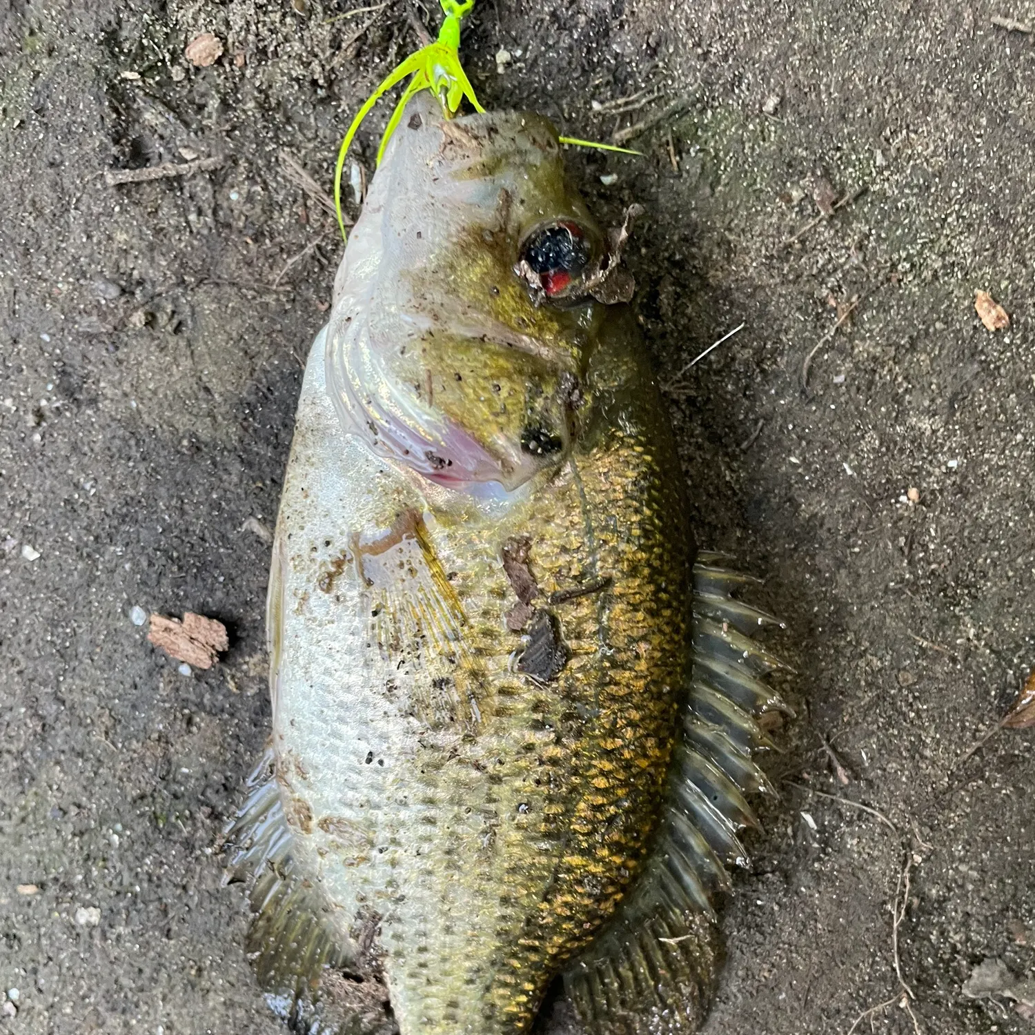 Rock bass caught on Fishbrain