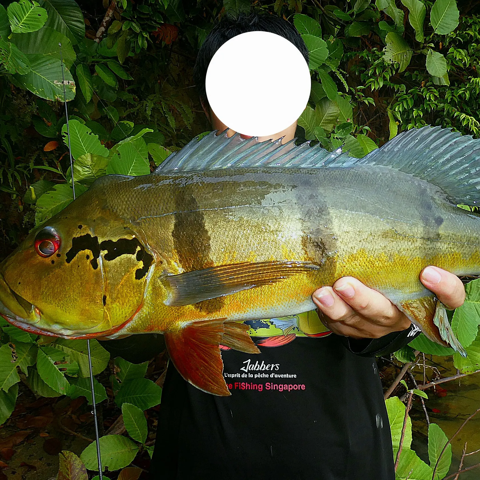 The most recent Speckled peacock bass catches on Fishbrain