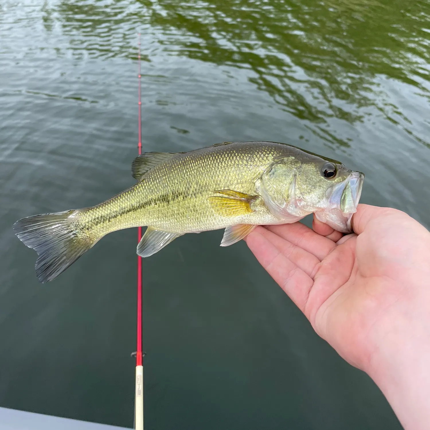 angler catch