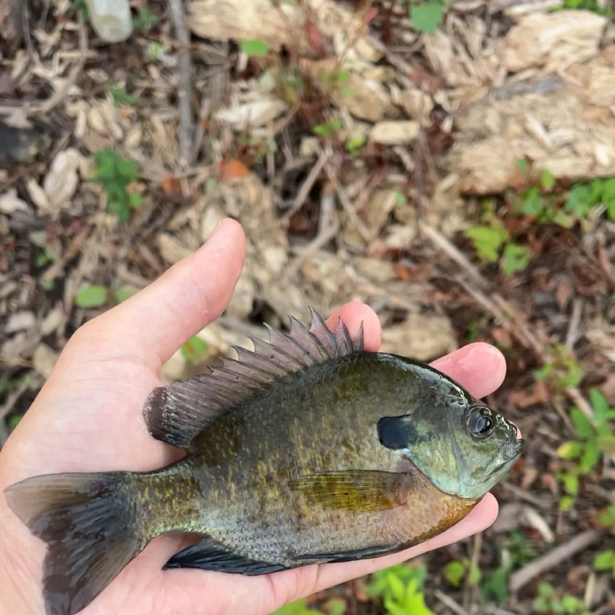 Bluegill caught on Fishbrain