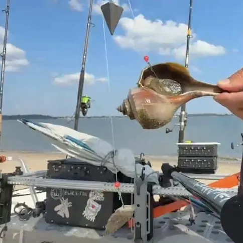 The most recent Channeled whelk catches on Fishbrain