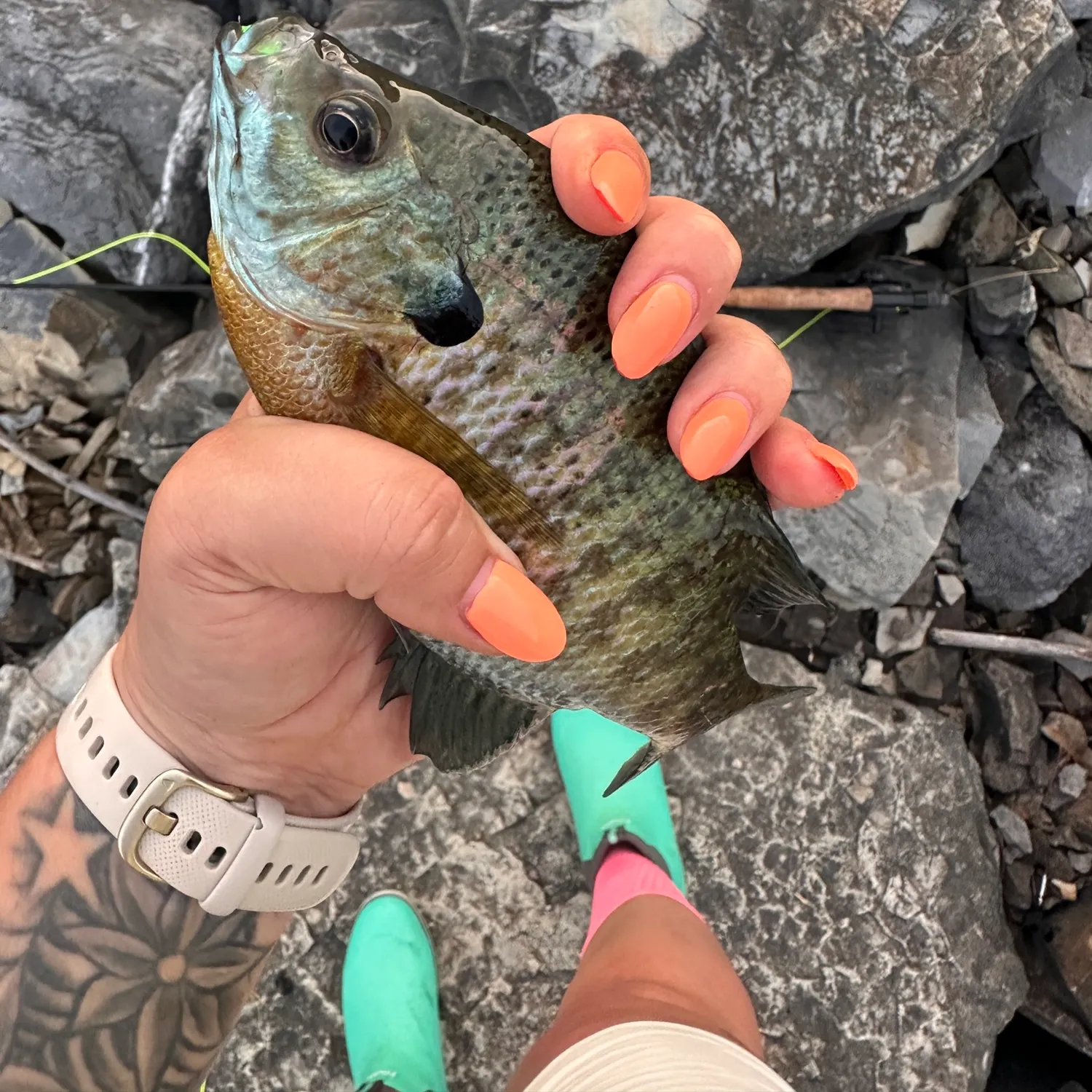 recently logged catches