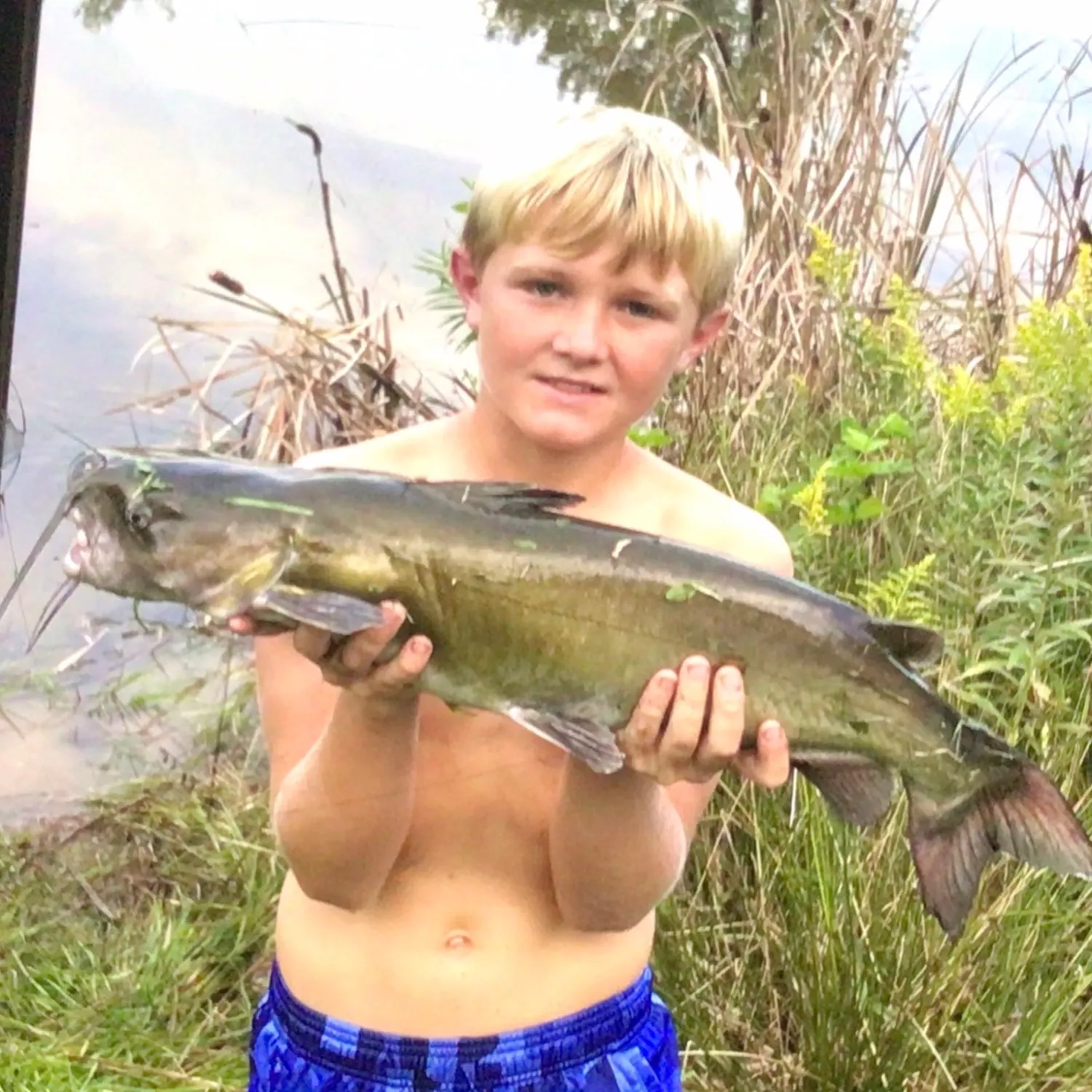 Yellow bullhead caught on Fishbrain