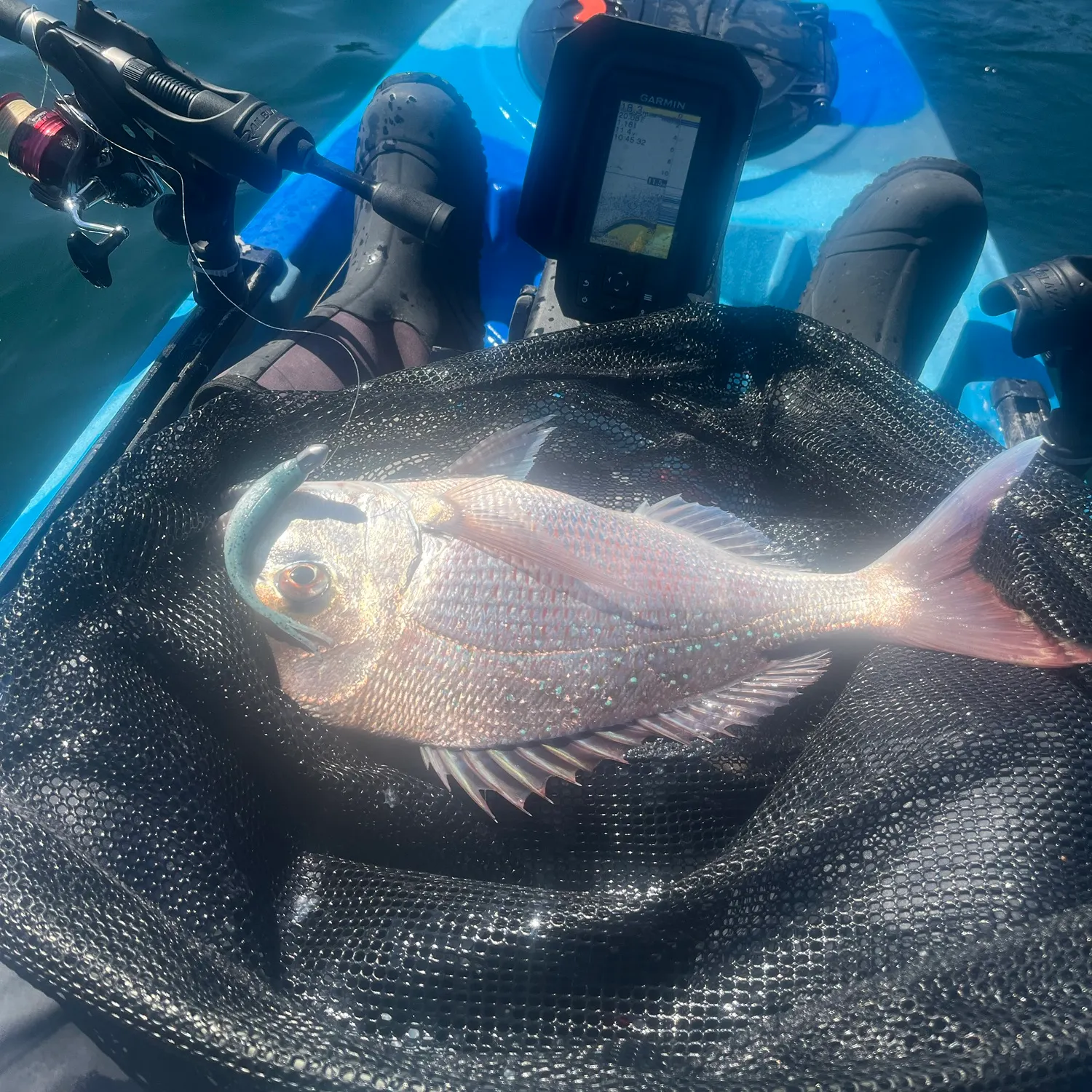 Australasian snapper caught on Fishbrain