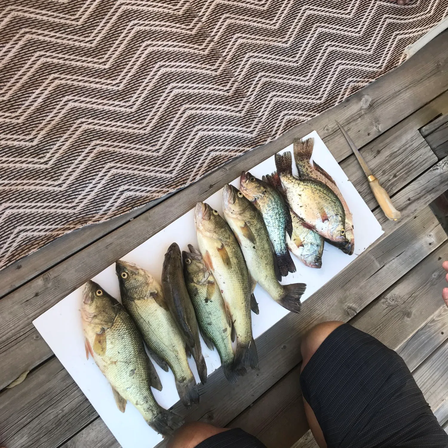 recently logged catches