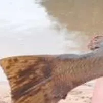 Japanese meagre caught on Fishbrain