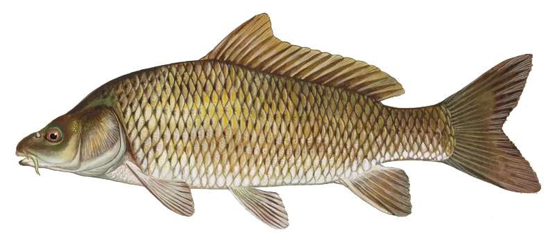 Common carp