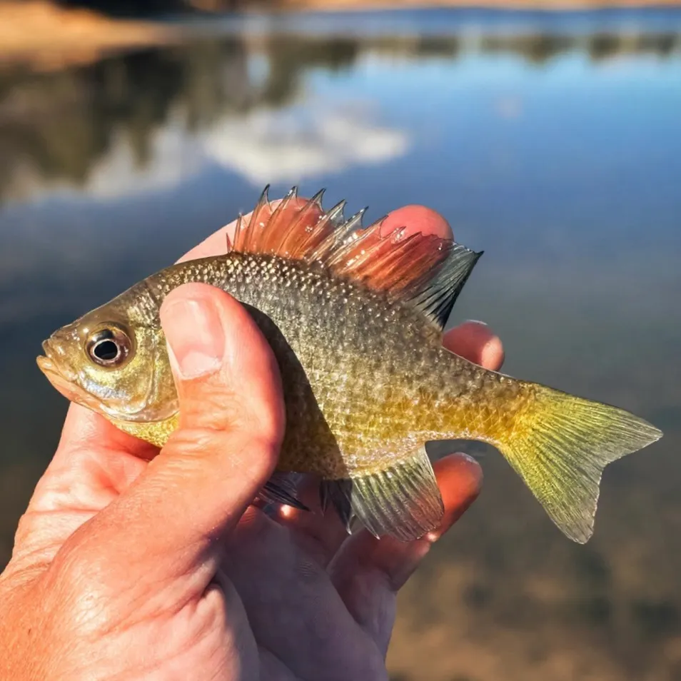 Bluegill caught on Fishbrain