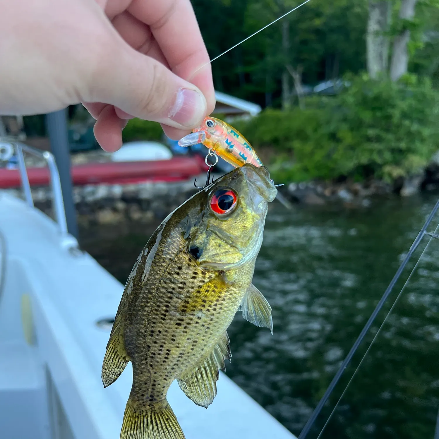 recently logged catches