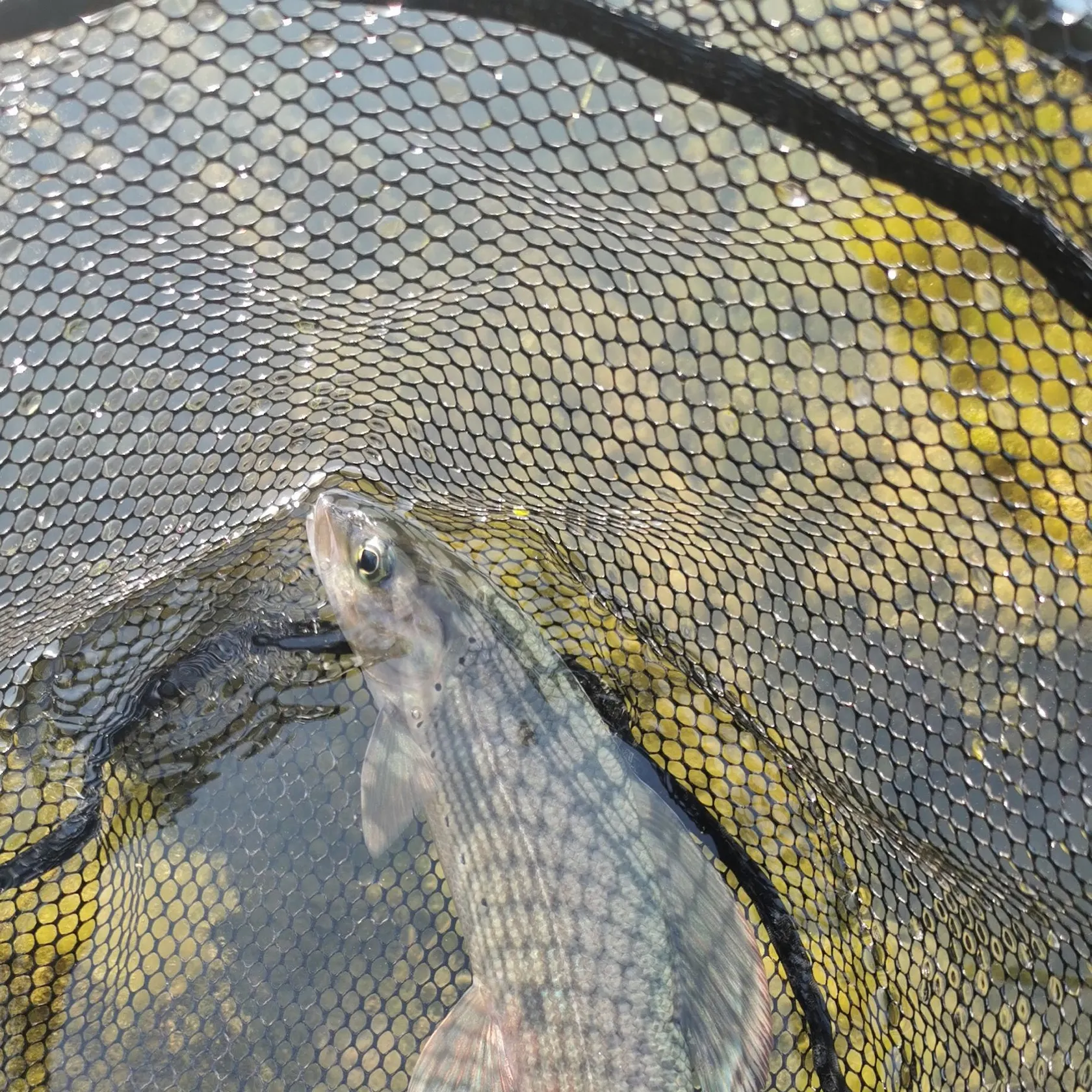 European grayling caught on Fishbrain