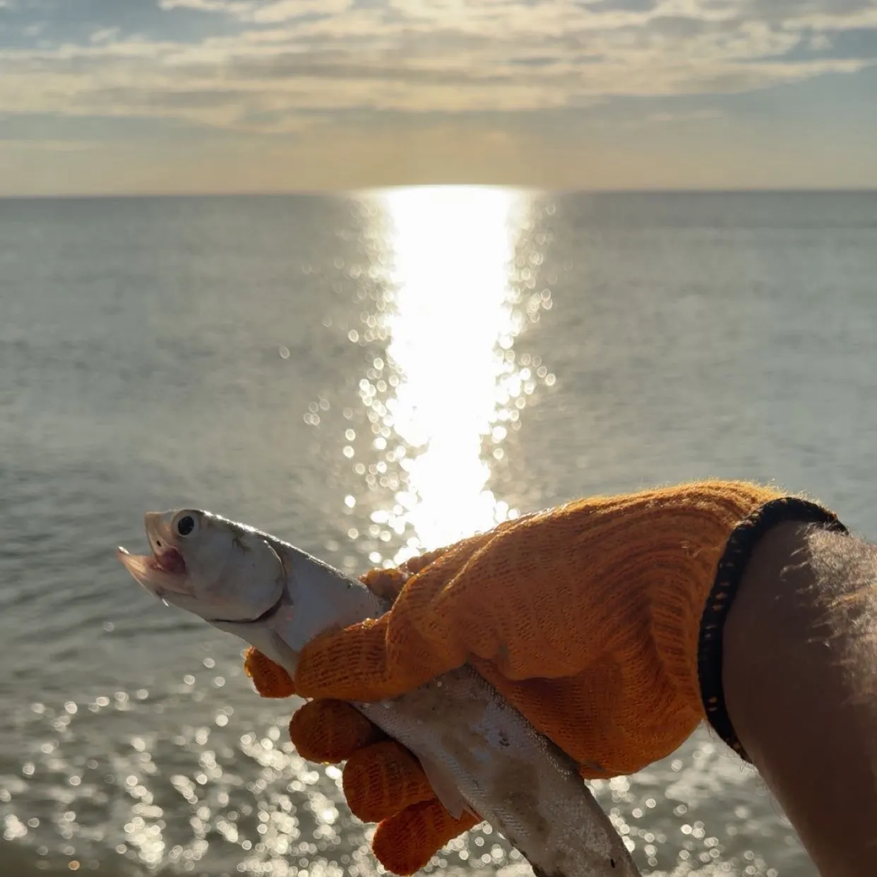 Ladyfish caught on Fishbrain