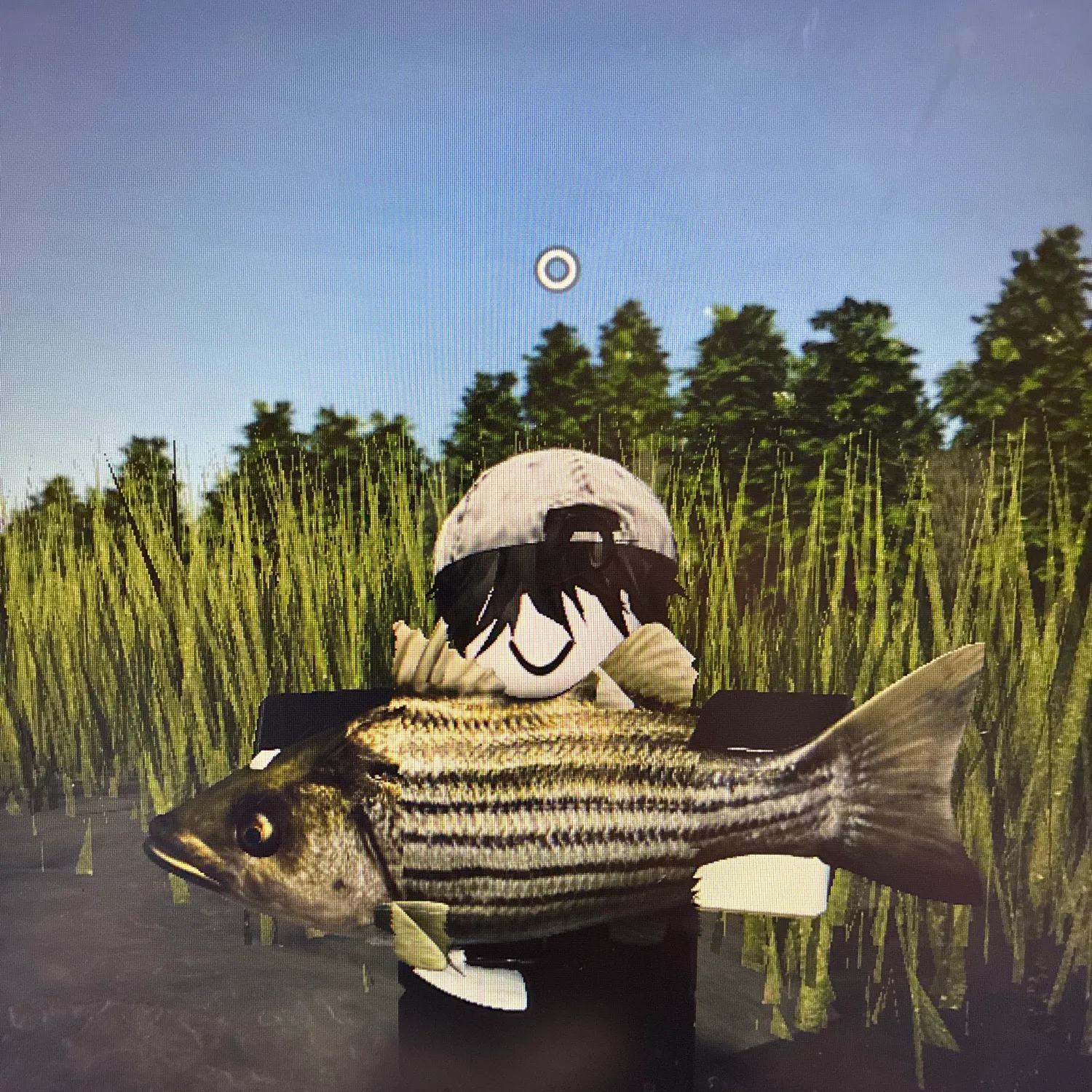 Striped bass caught on Fishbrain