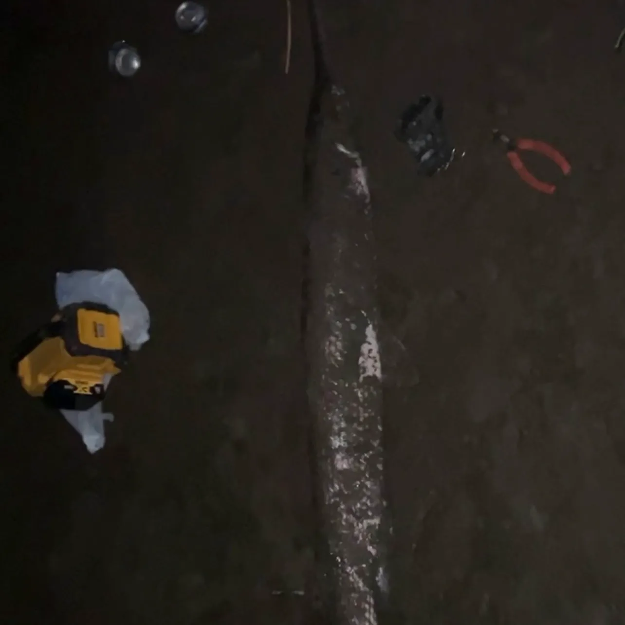 Longnose gar caught on Fishbrain