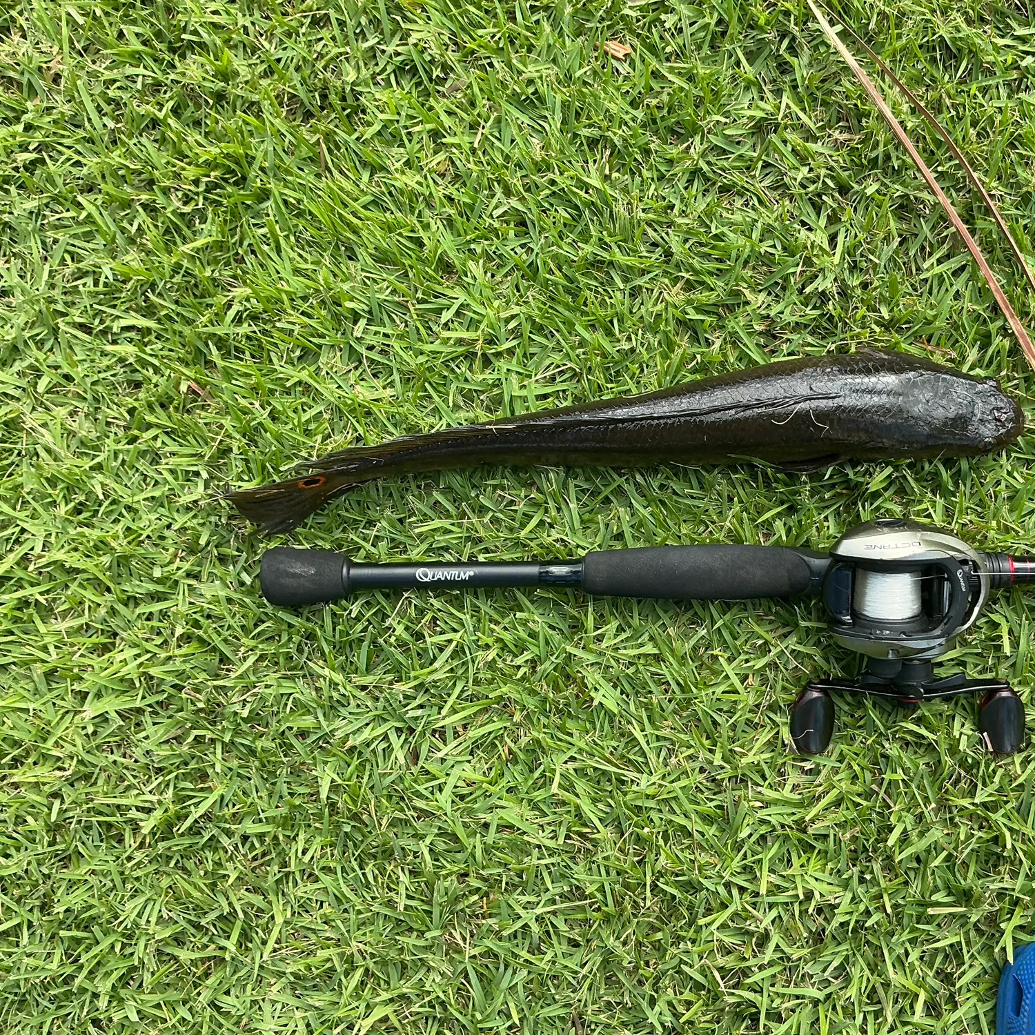 The most recent Bullseye snakehead catches on Fishbrain