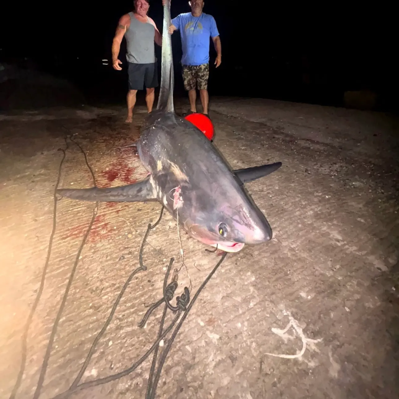 The most recent Common thresher catches on Fishbrain