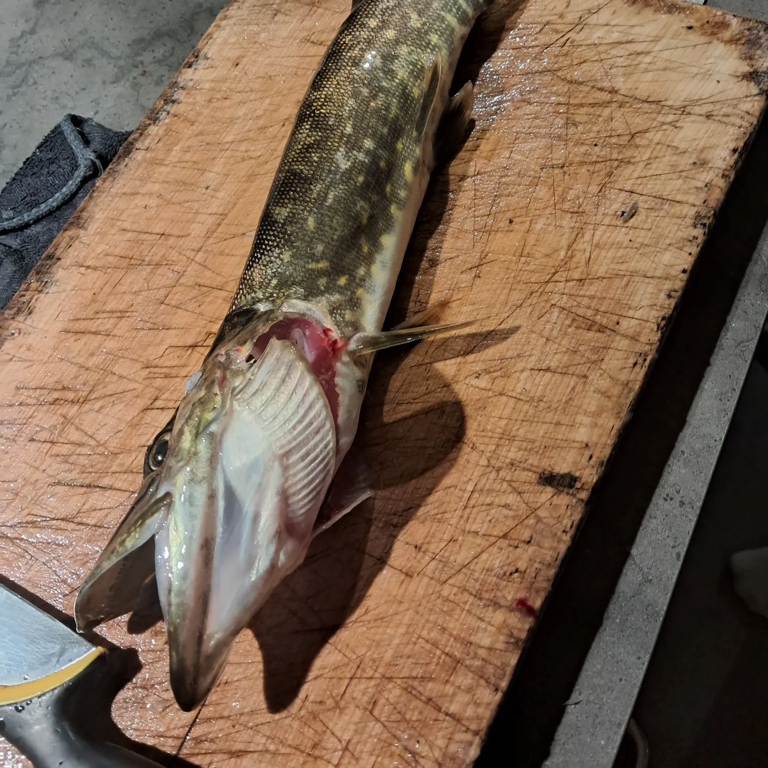 Northern pike caught on Fishbrain