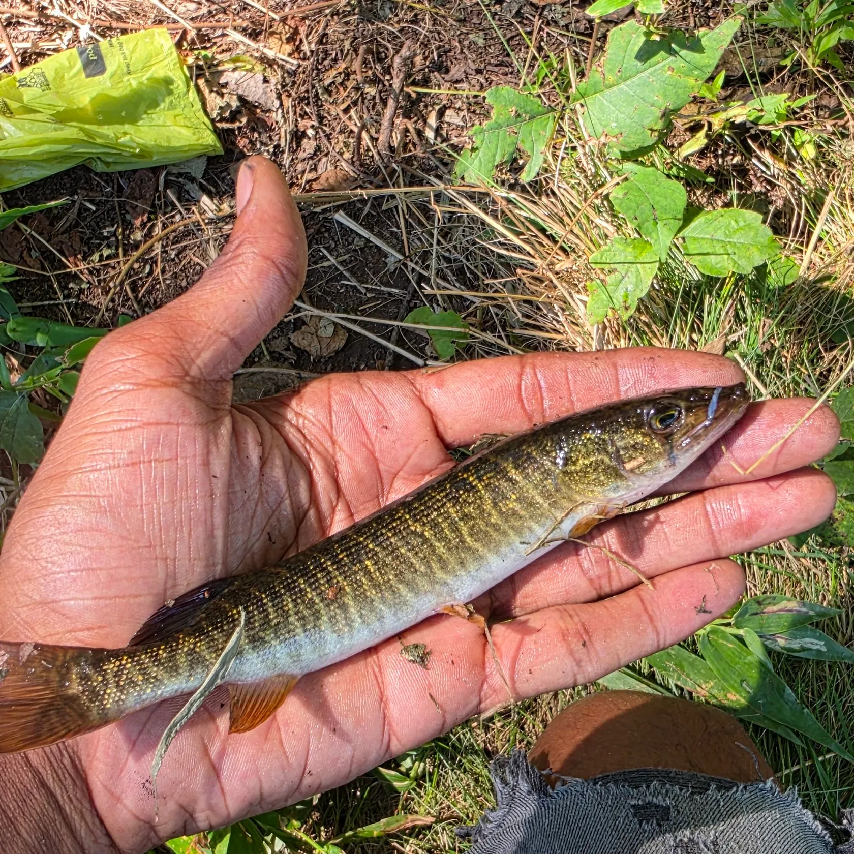 Redfin pickerel caught on Fishbrain