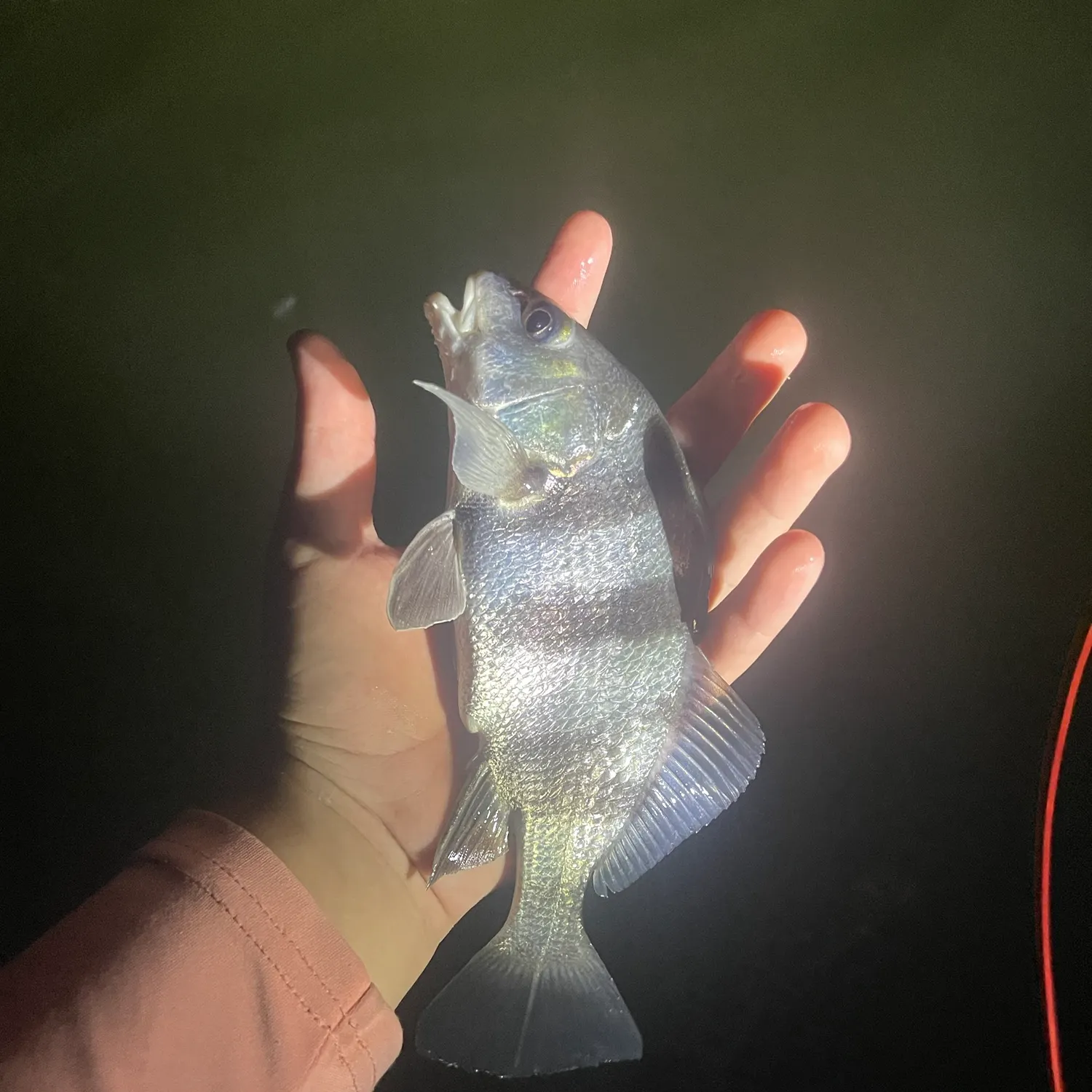 Black drum caught on Fishbrain