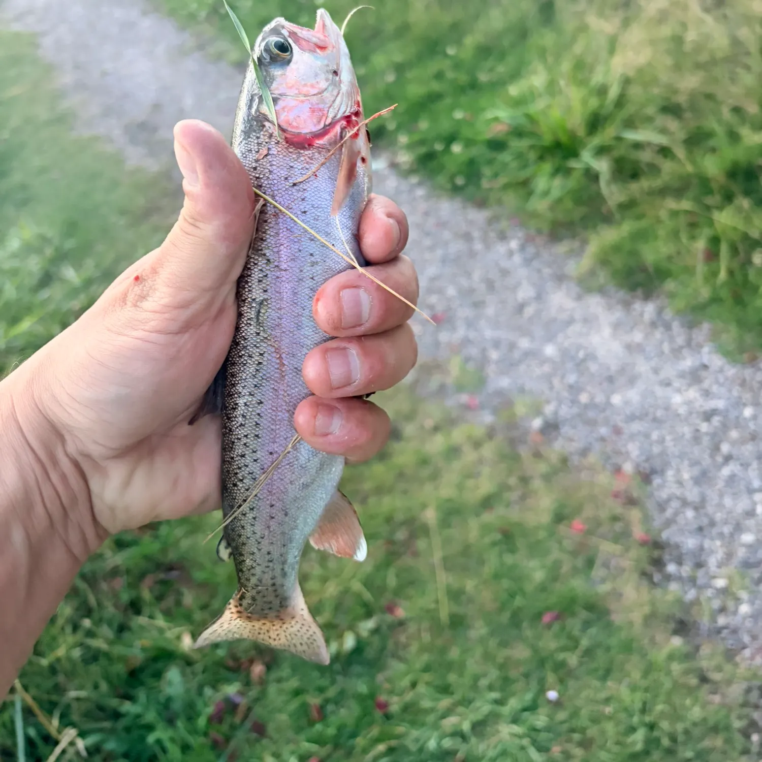 Rainbow trout caught on Fishbrain