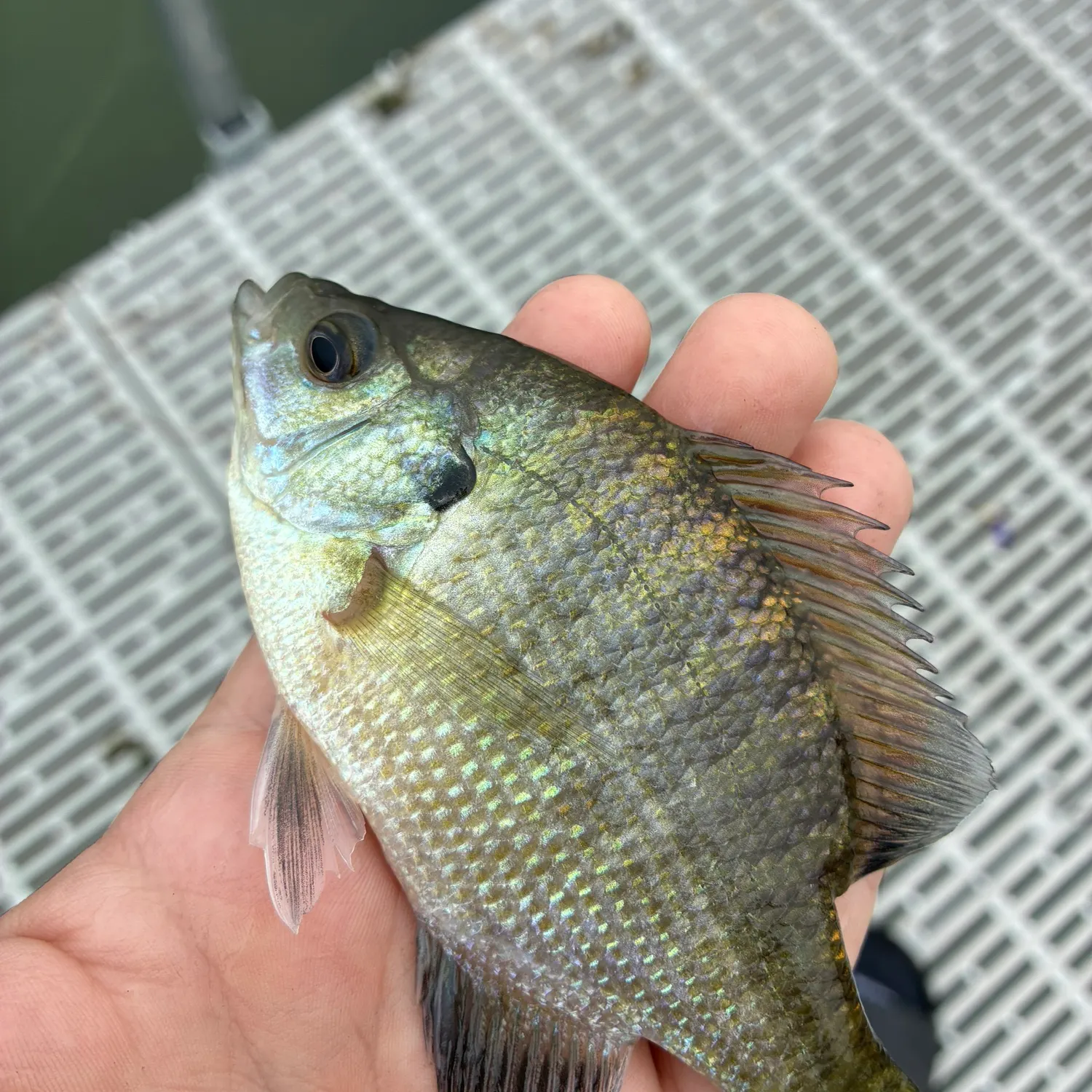 Bluegill caught on Fishbrain