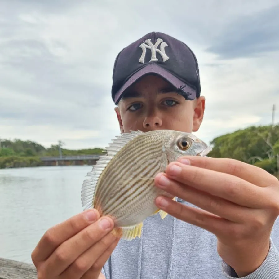 The most recent Goldlined seabream catches on Fishbrain