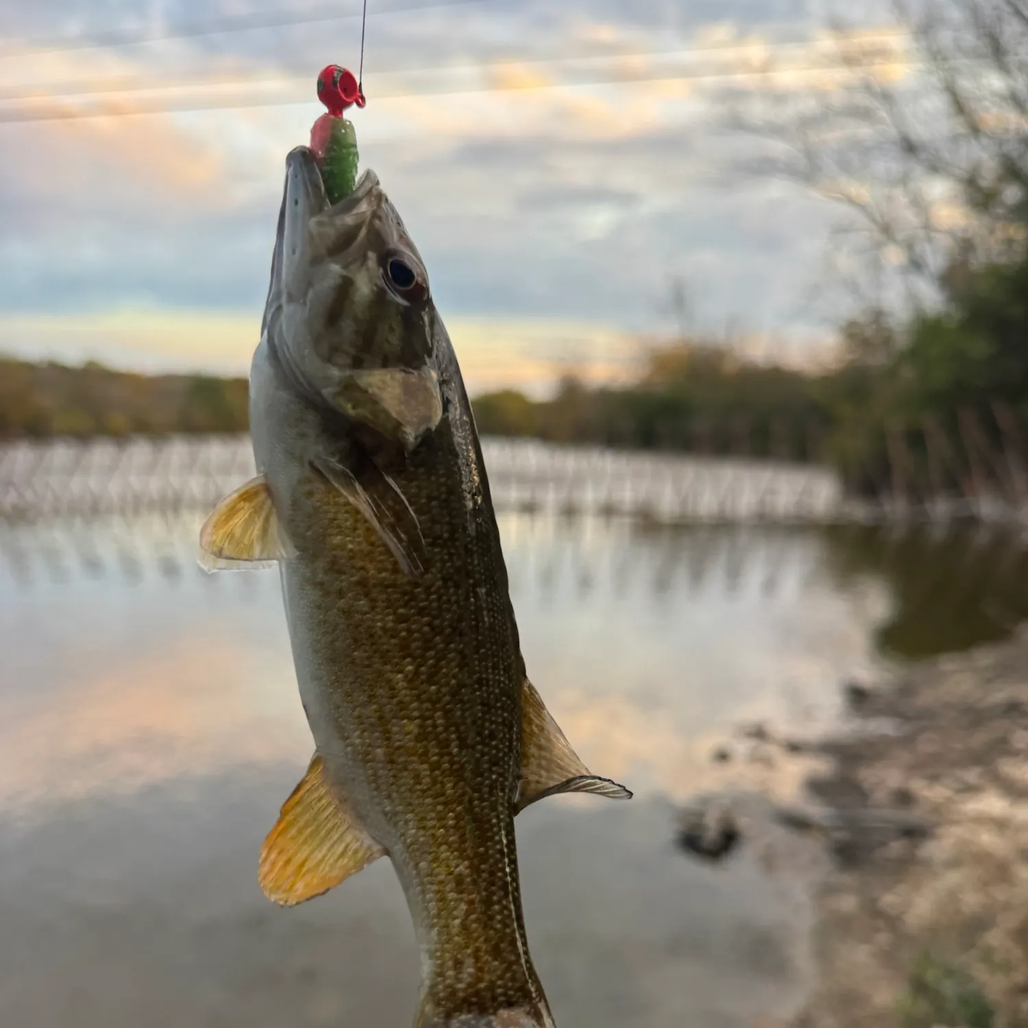 Smallmouth bass caught on Fishbrain