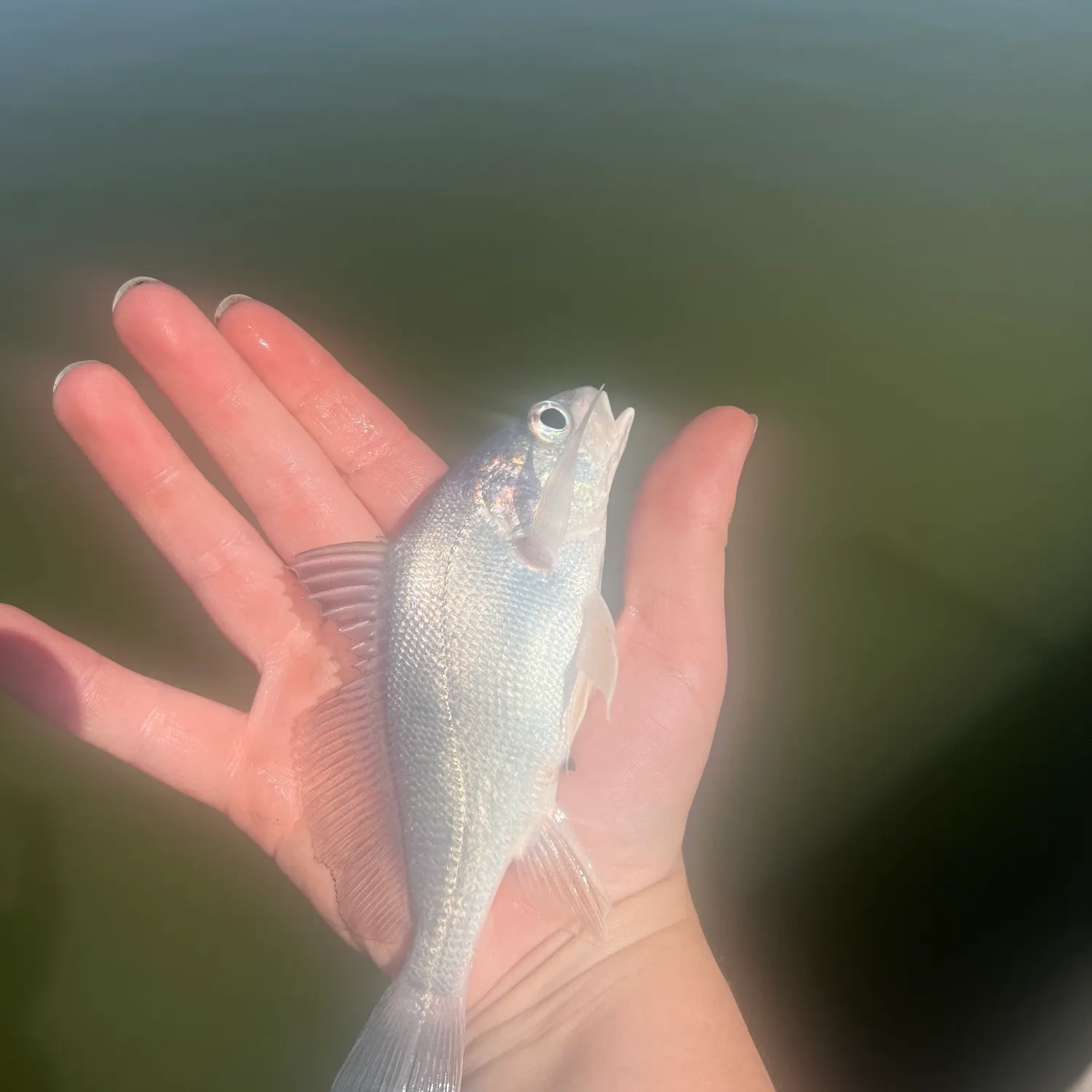 Freshwater drum caught on Fishbrain