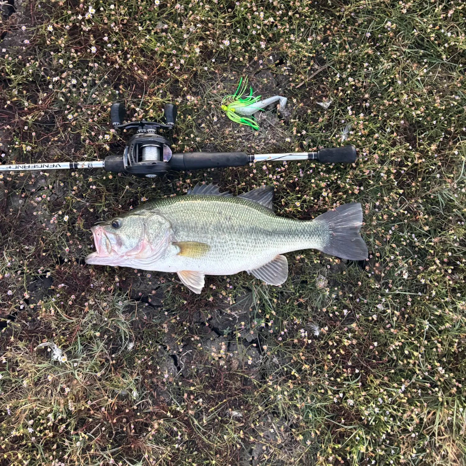Largemouth bass caught on Fishbrain