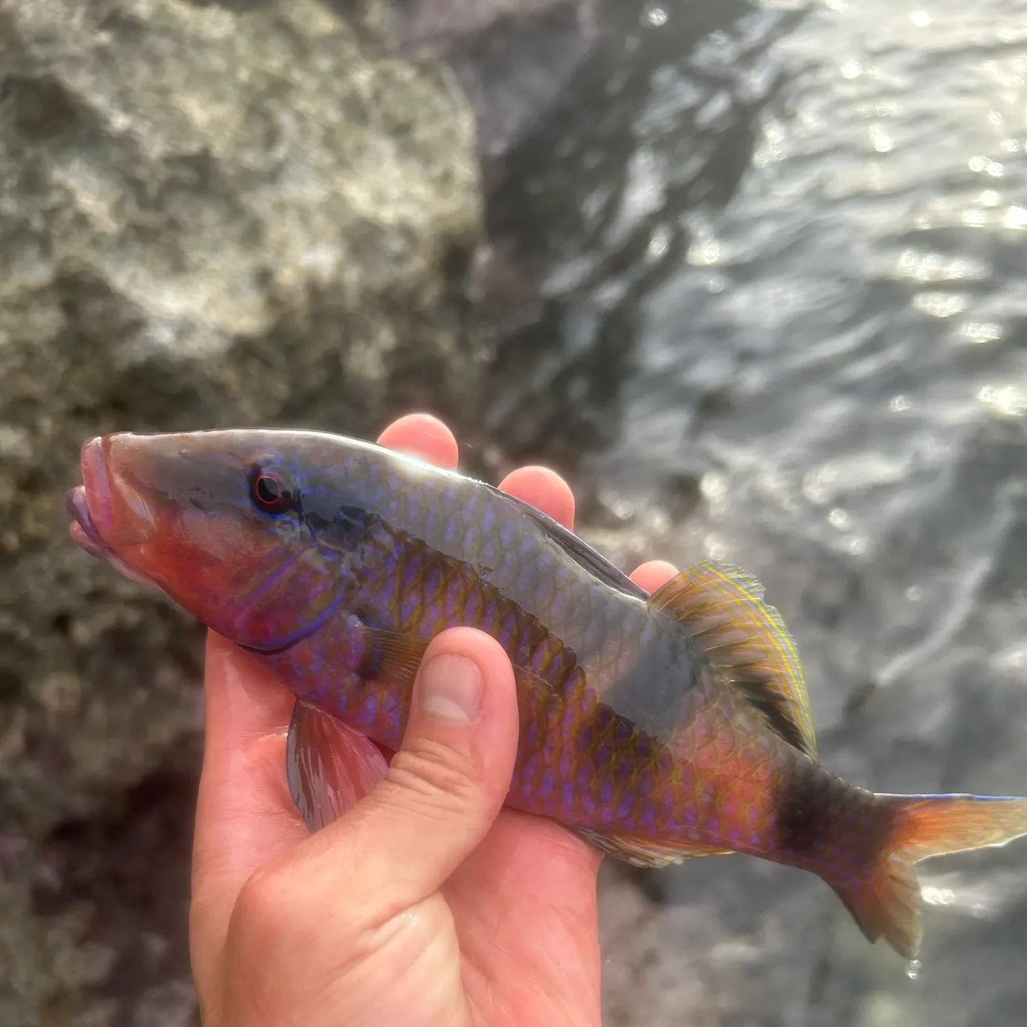 The most recent Manybar goatfish catches on Fishbrain