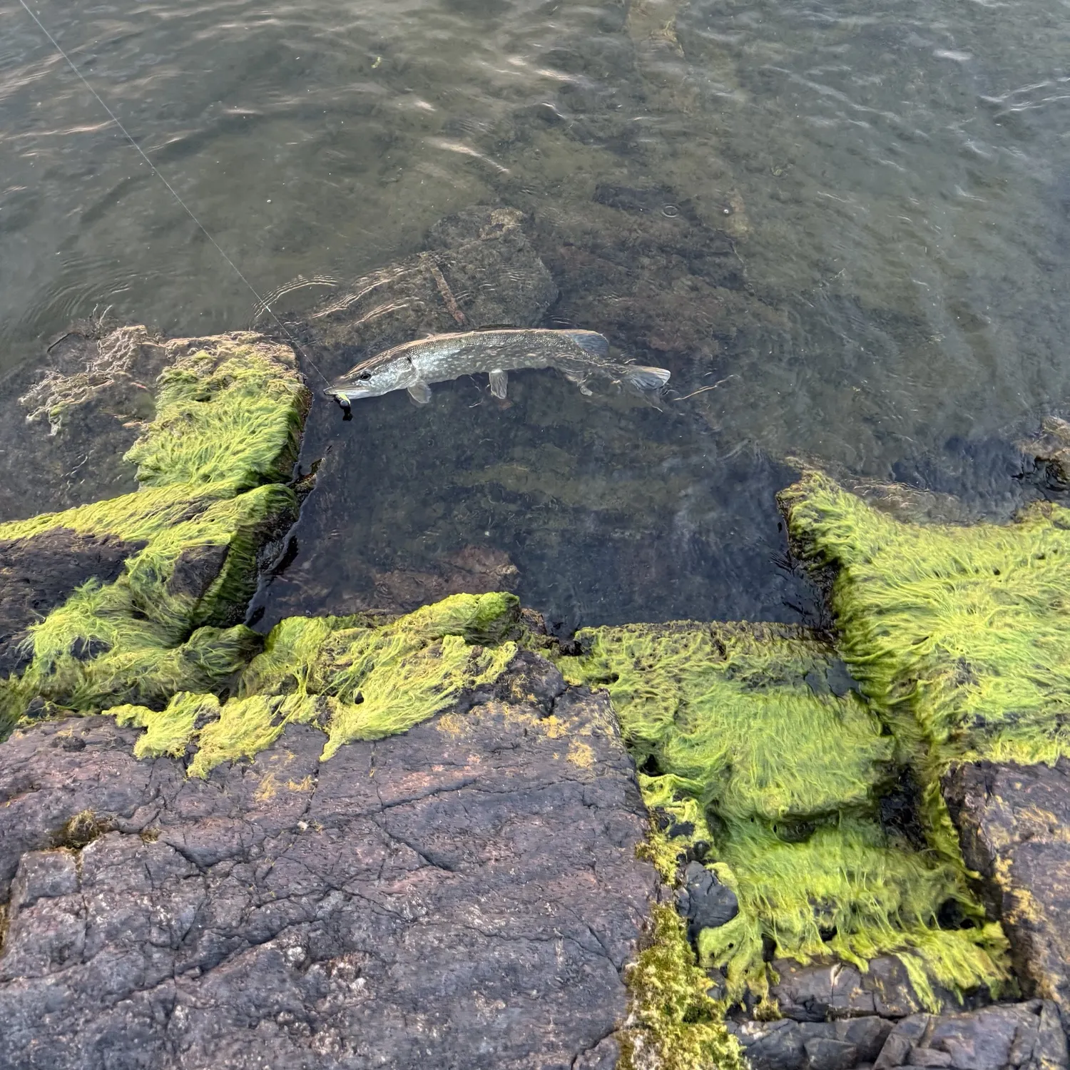 Northern pike caught on Fishbrain