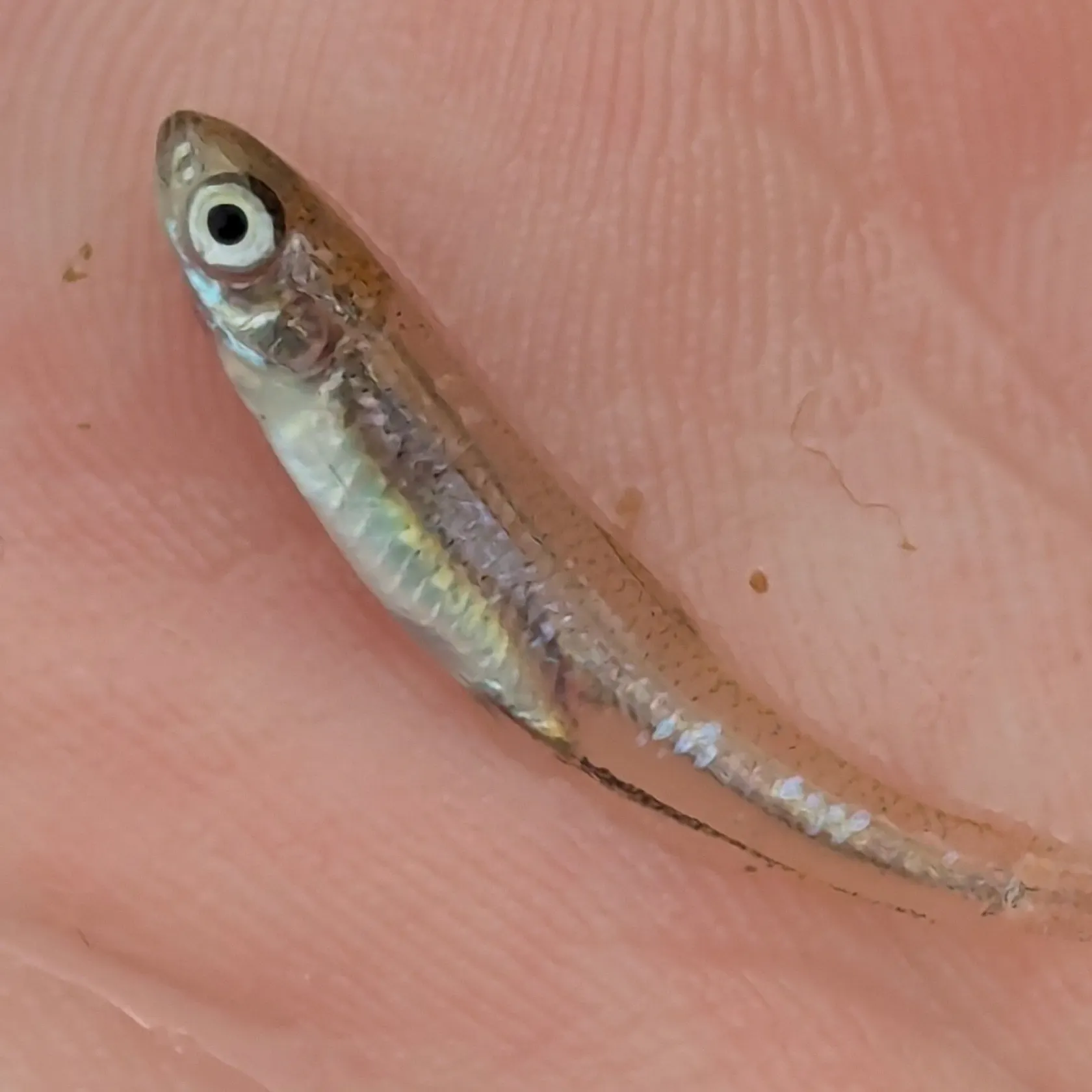 Emerald shiner caught on Fishbrain