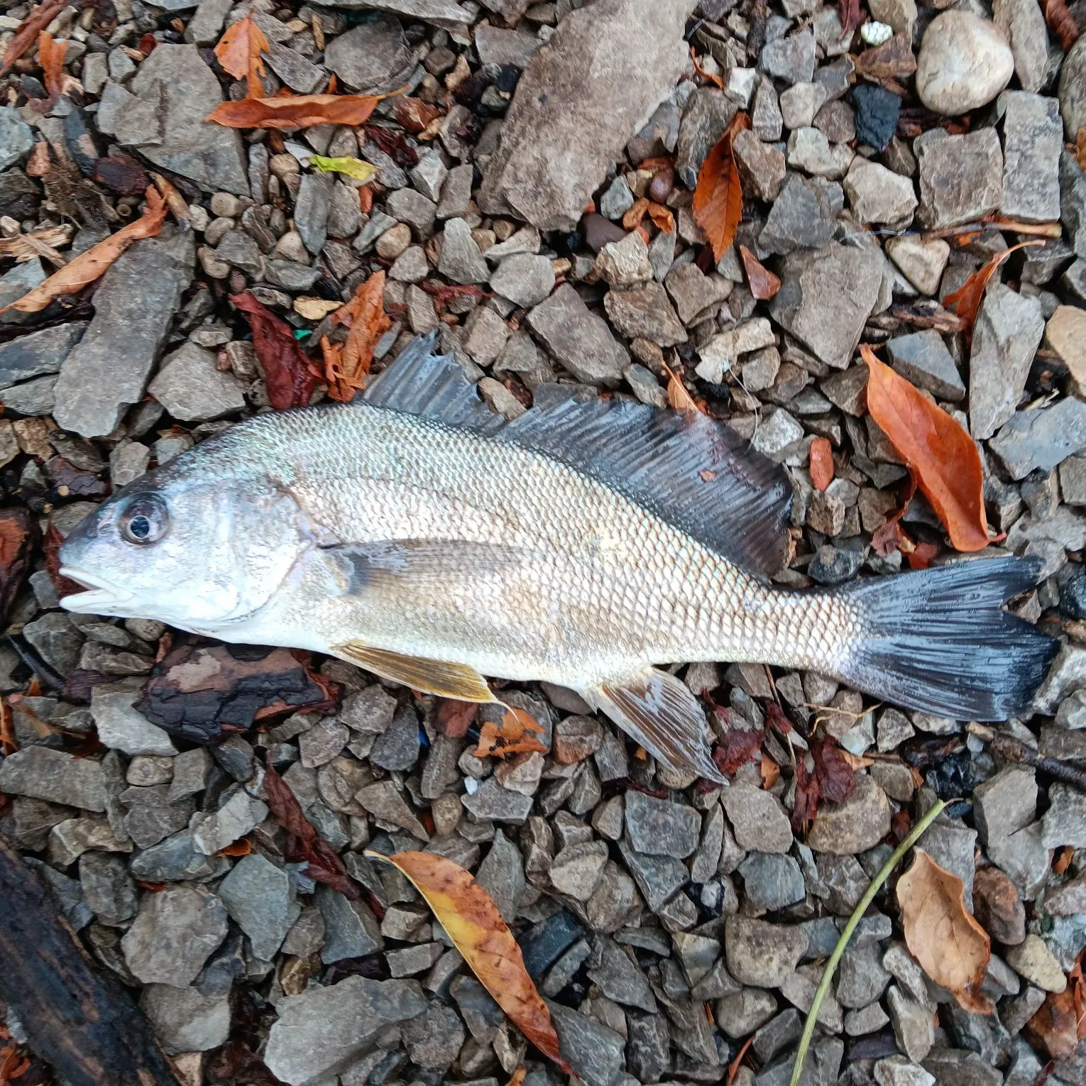 Freshwater drum caught on Fishbrain