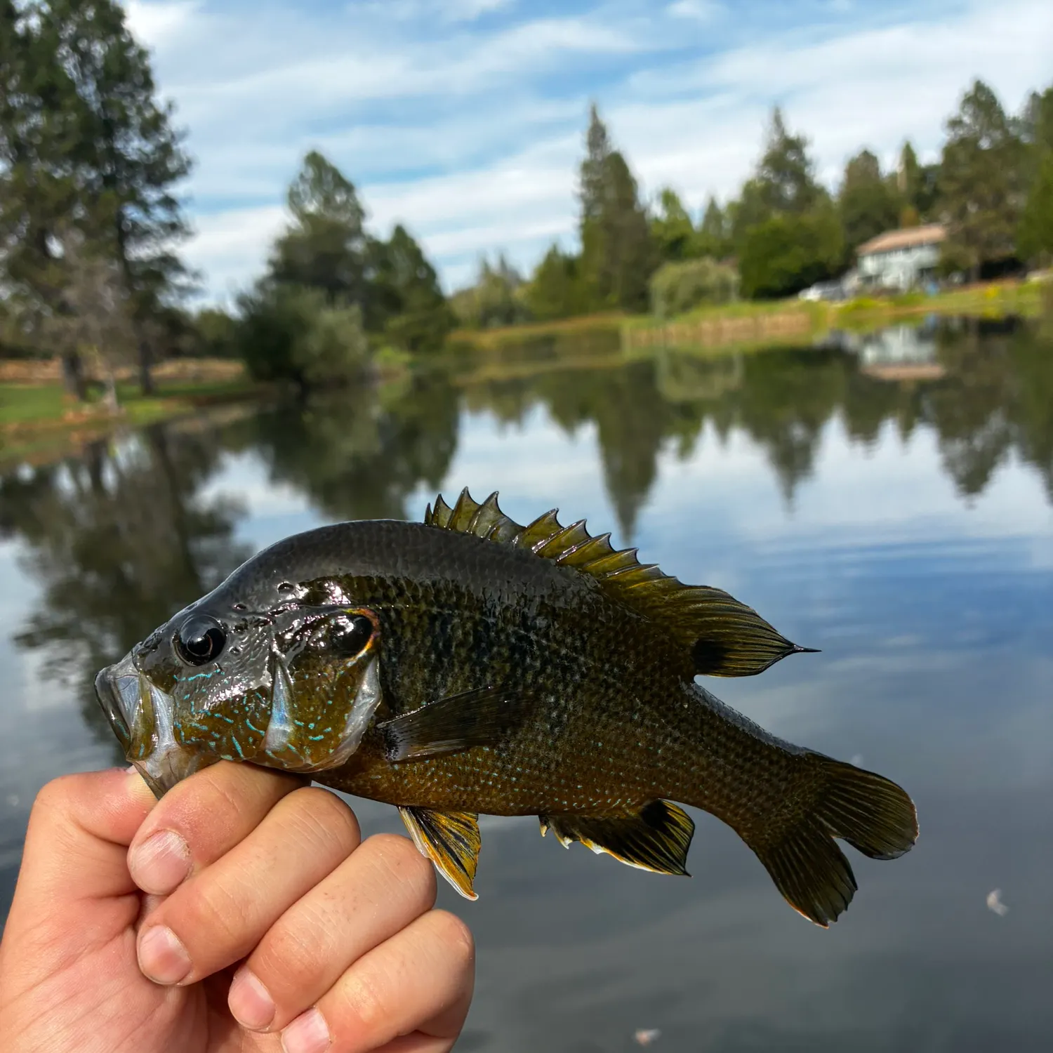 Green sunfish caught on Fishbrain