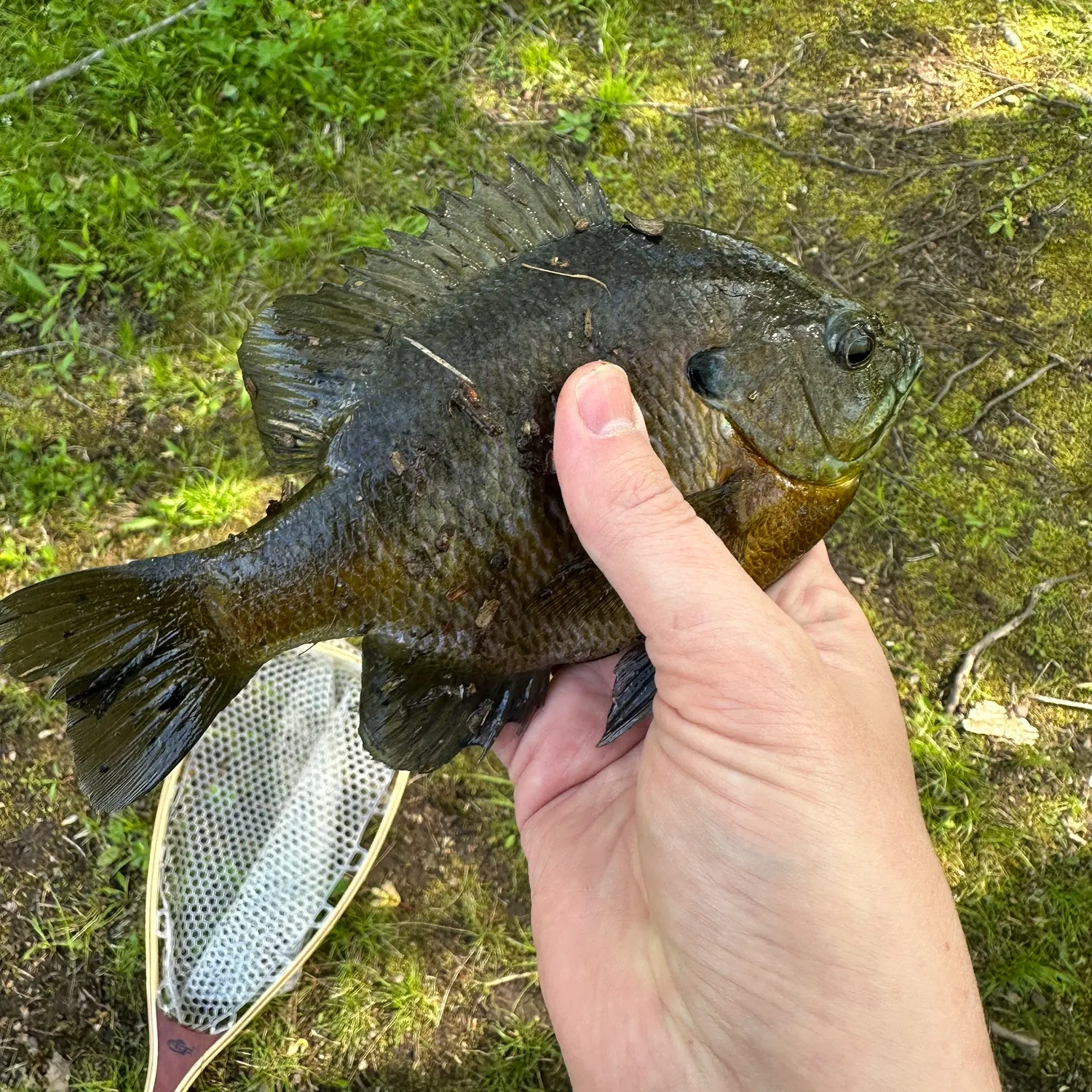 The most recent Bluegill catches on Fishbrain